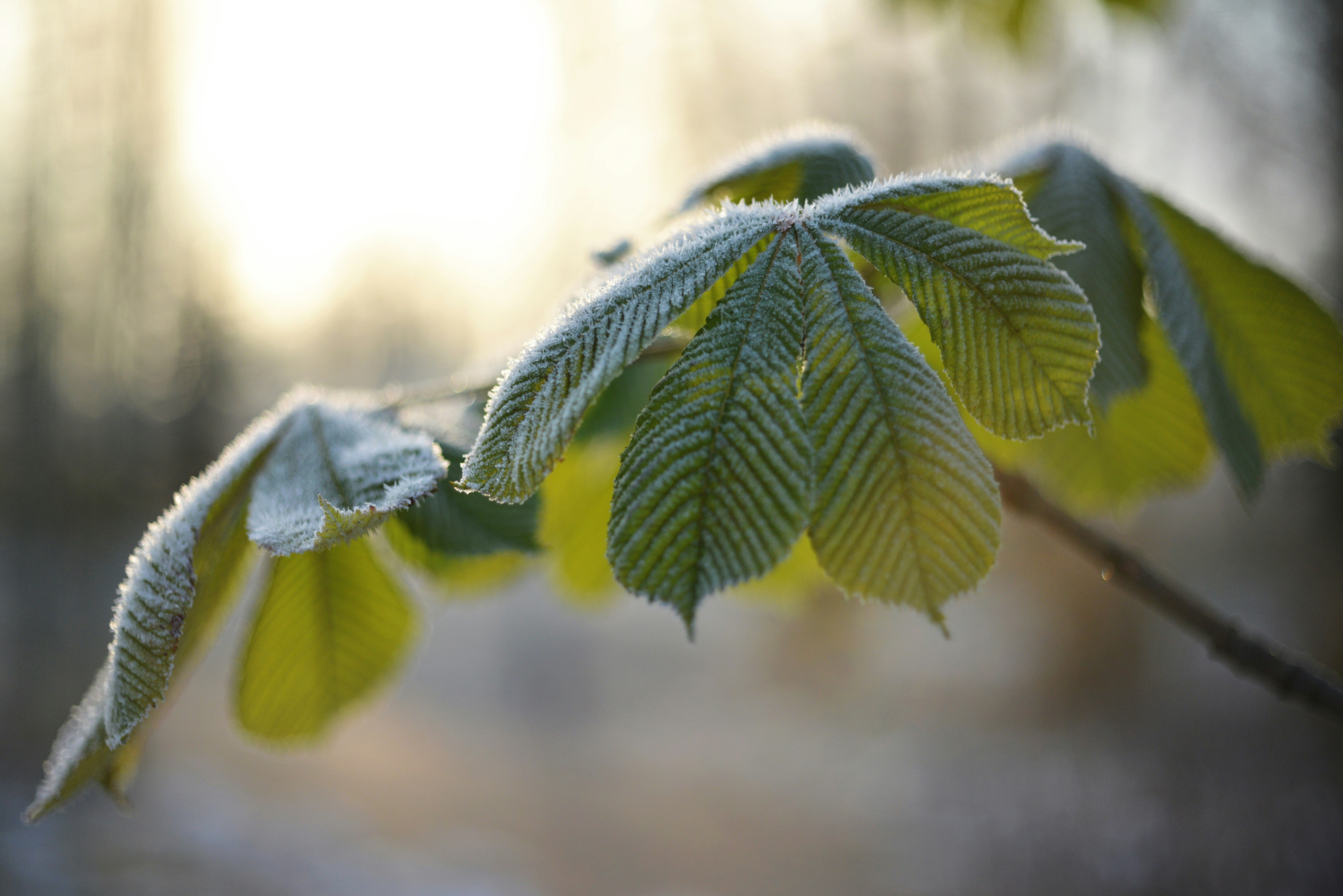 Photo by cherstve_pechivo