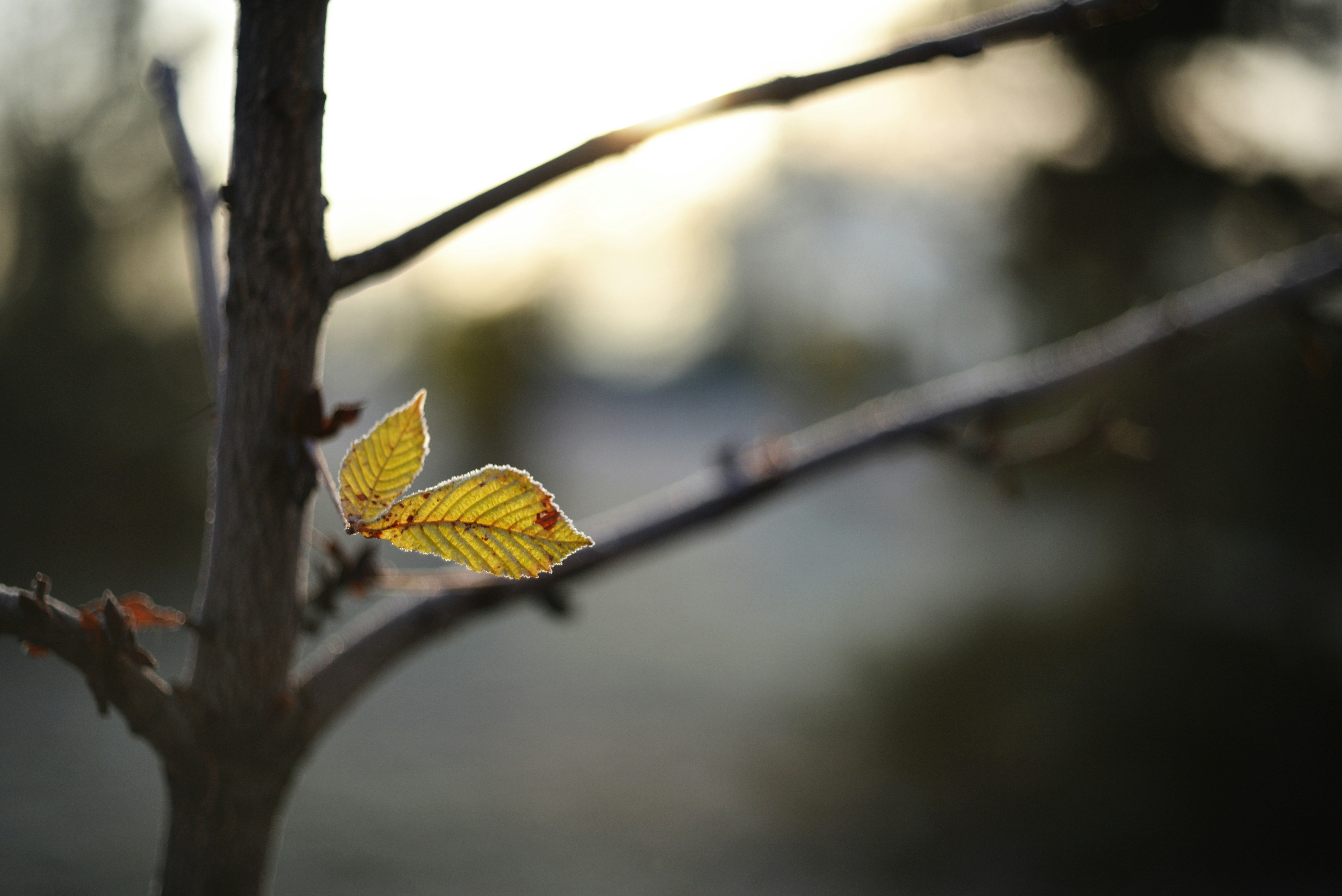 Photo by cherstve_pechivo