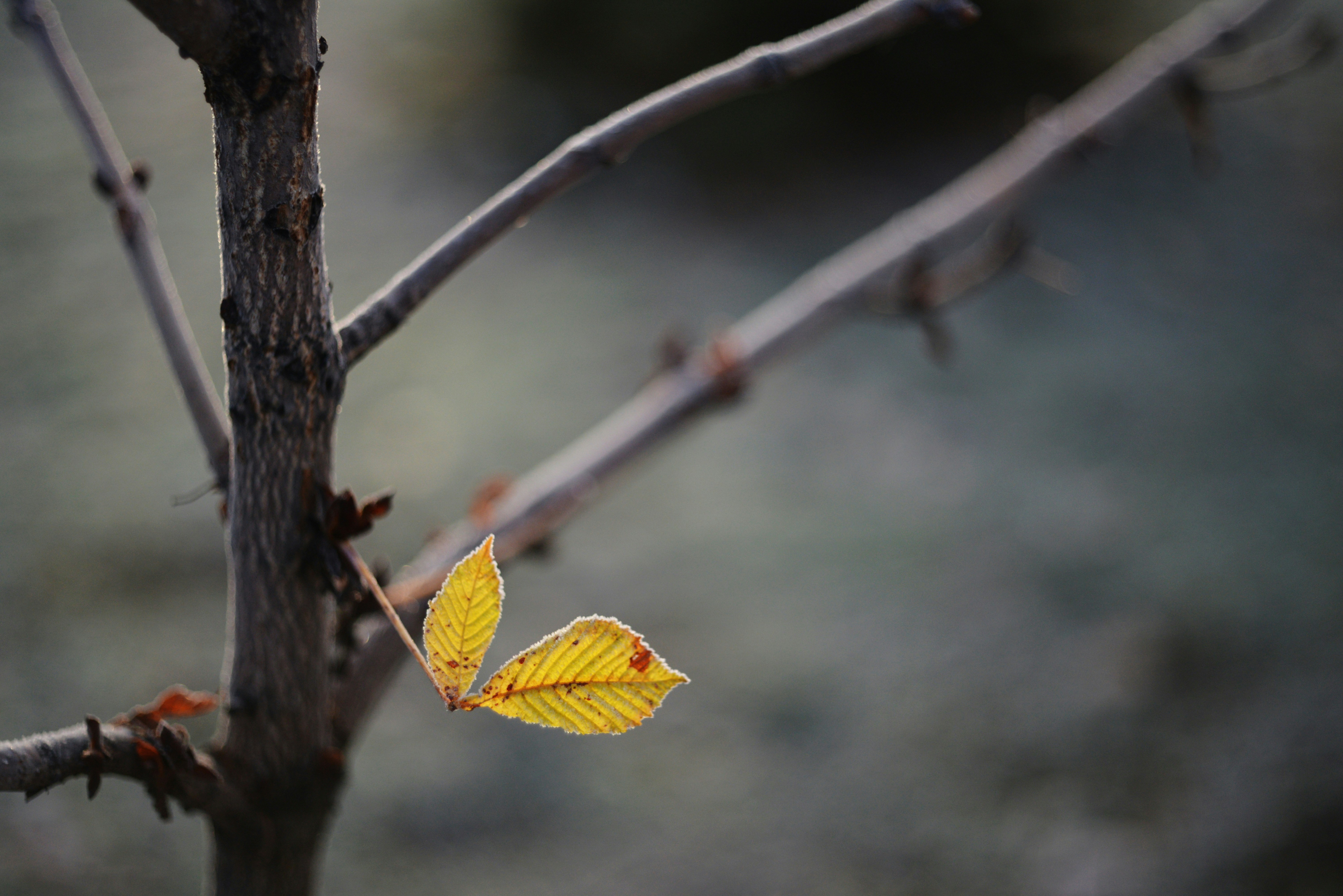 Photo by cherstve_pechivo