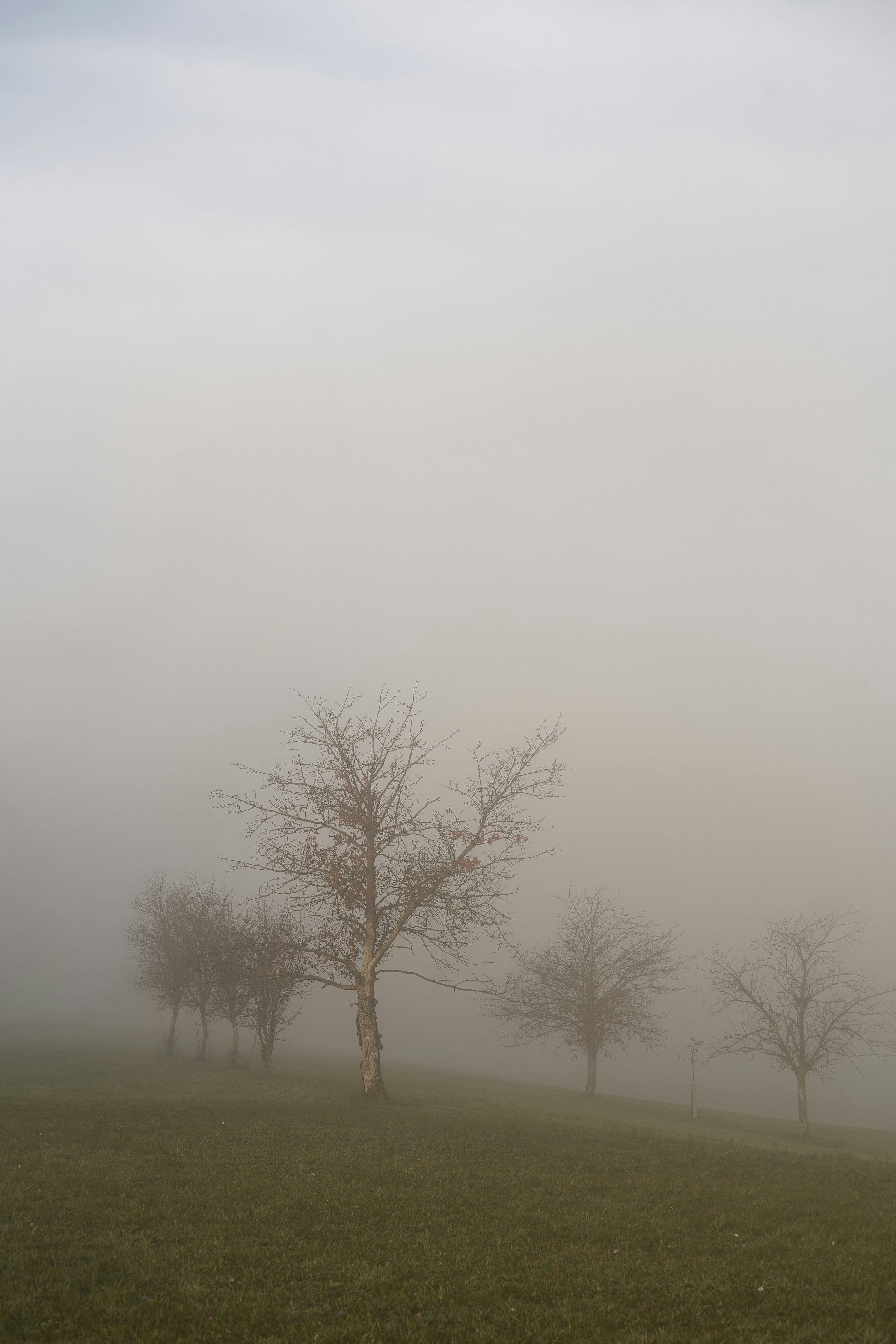 Photo by wolfgang_hasselmann