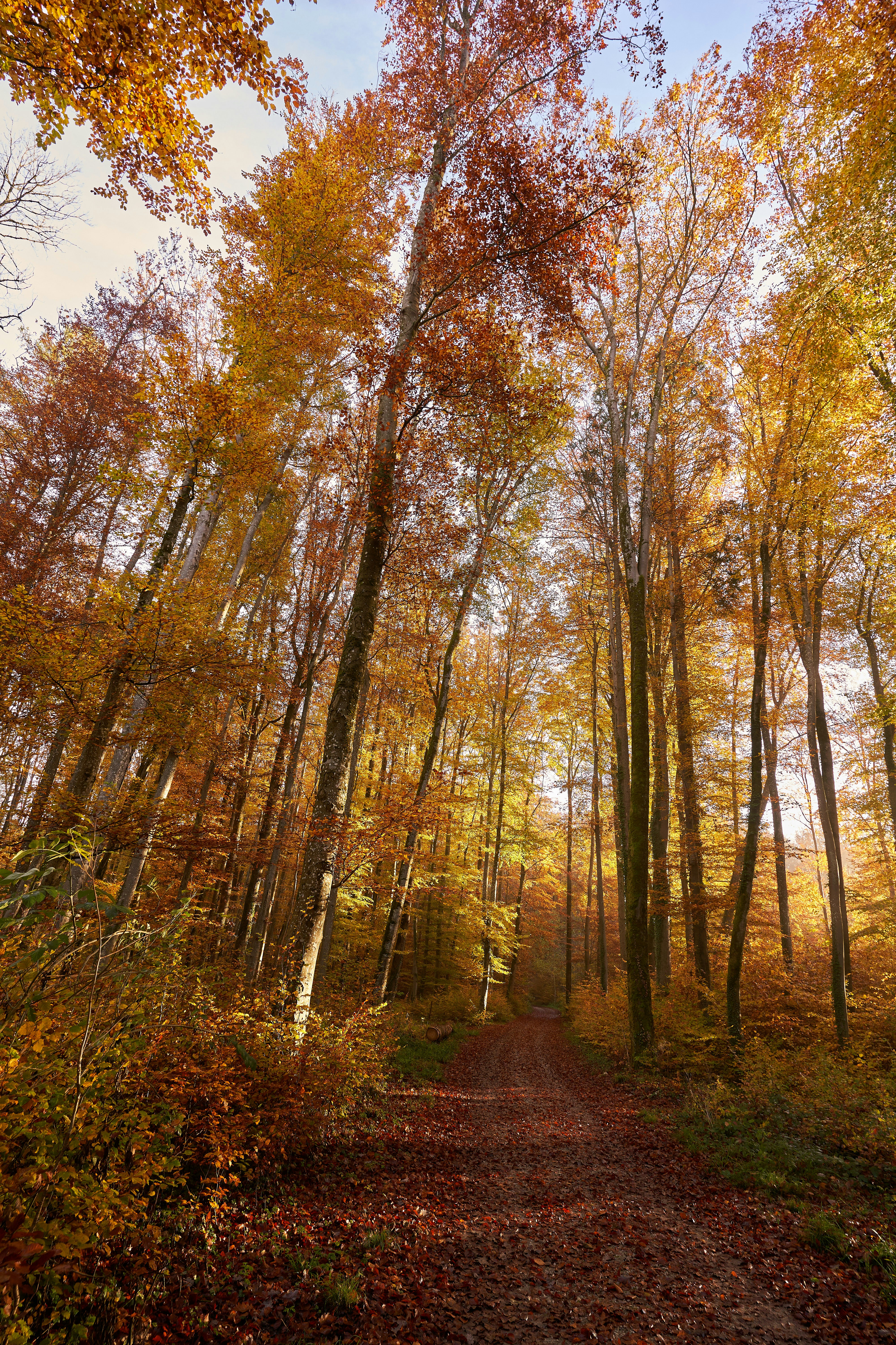 Photo by wolfgang_hasselmann