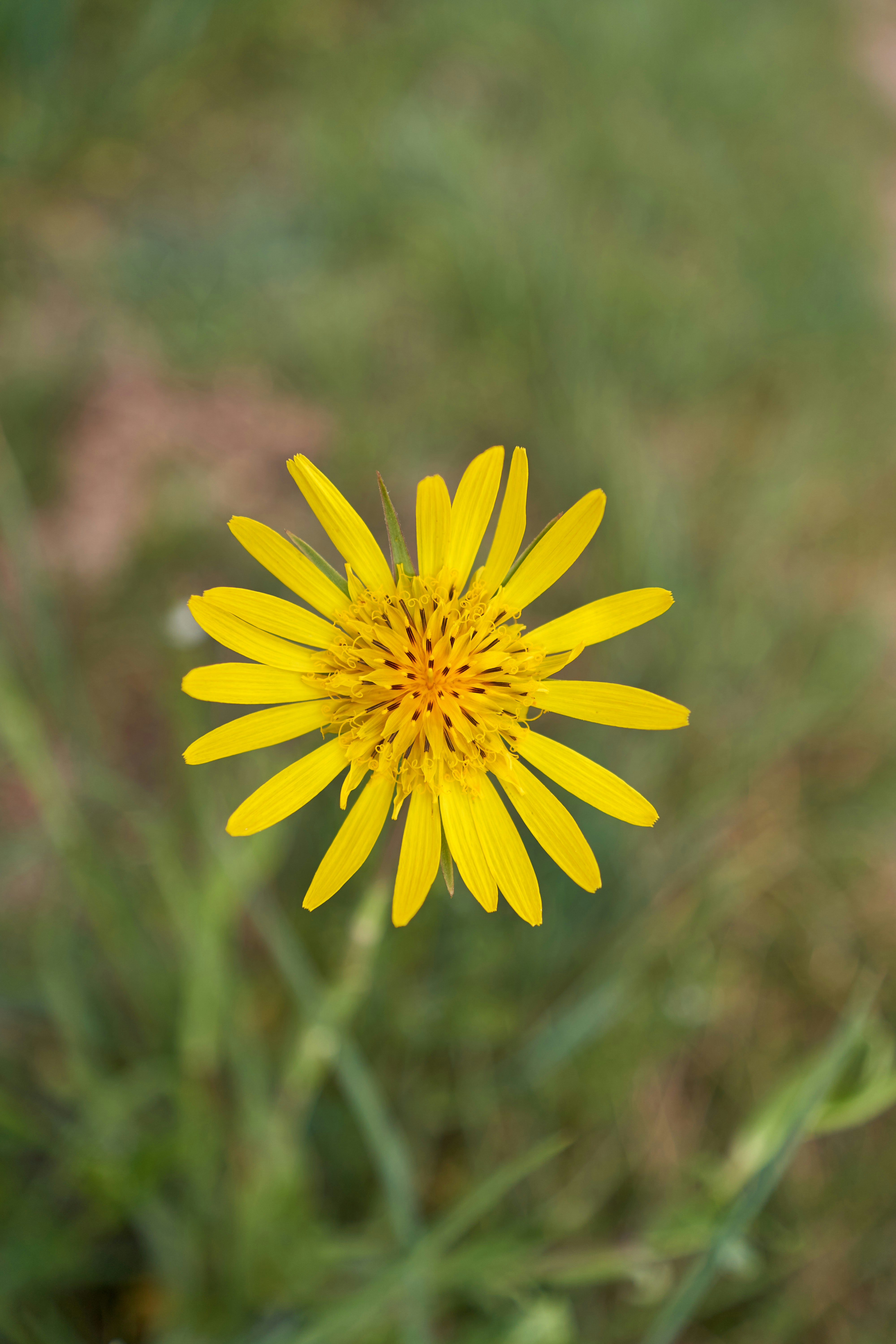 Photo by wolfgang_hasselmann