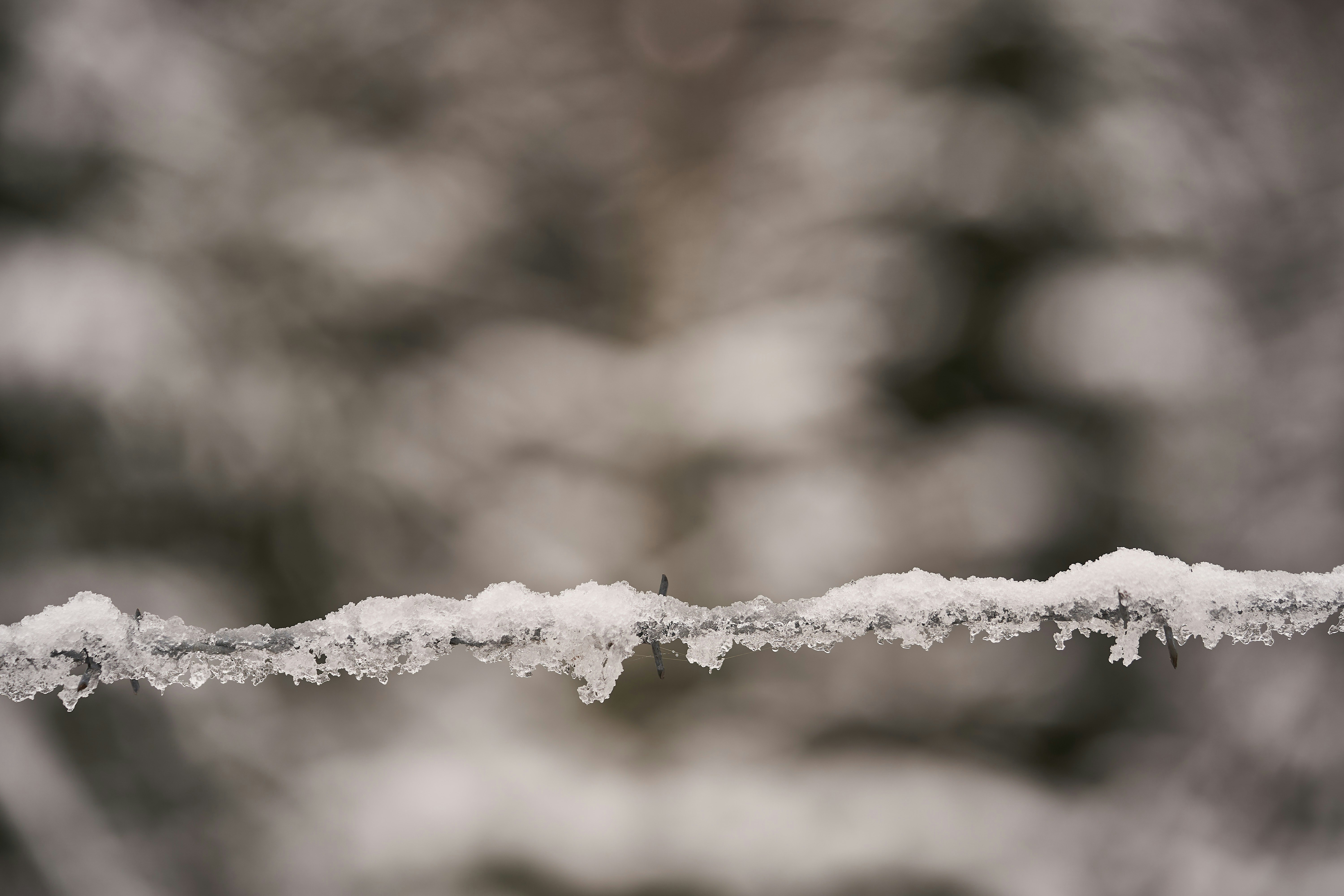 Photo by wolfgang_hasselmann