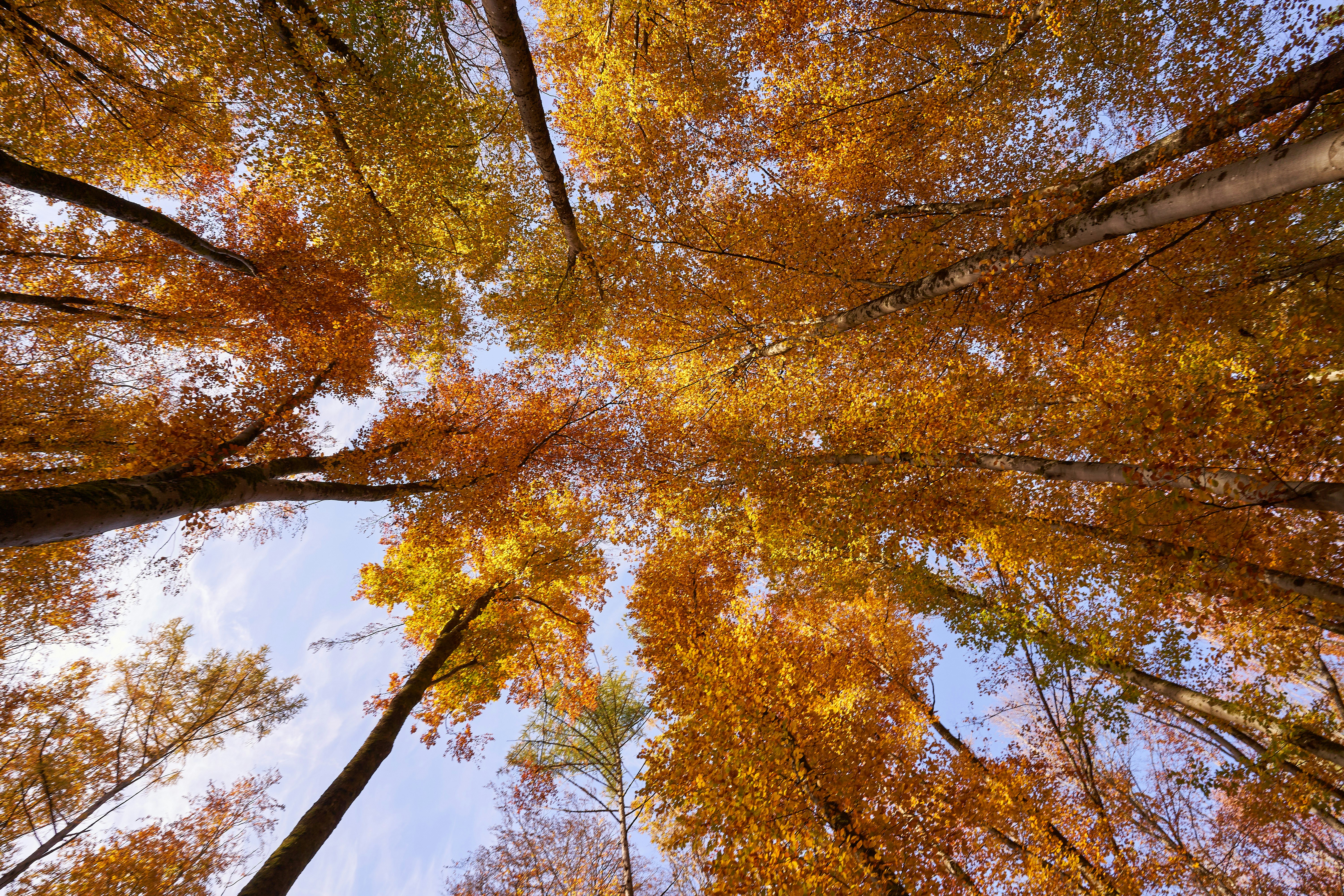 Photo by wolfgang_hasselmann