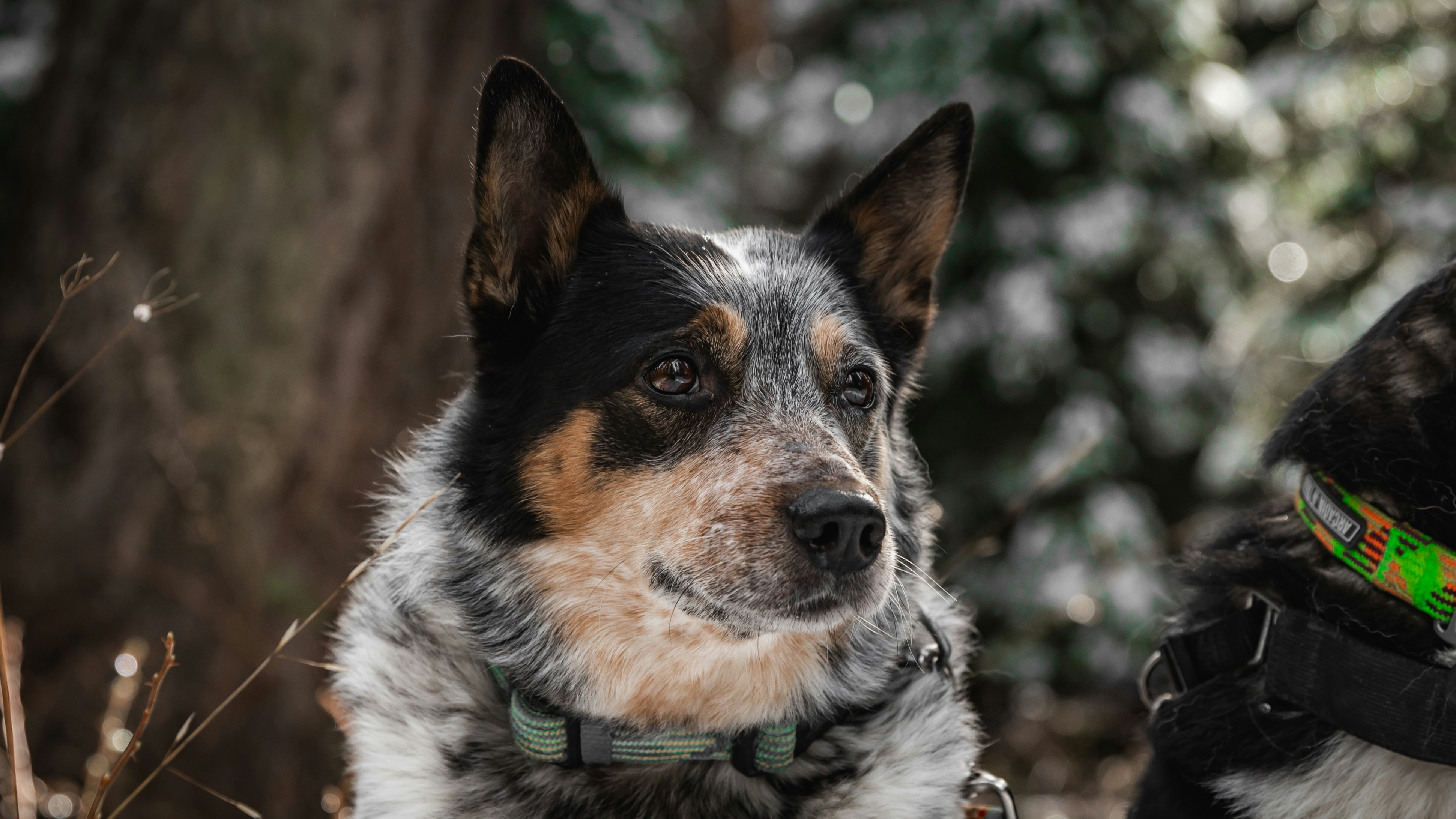 A dog and a cat sitting next to each other
