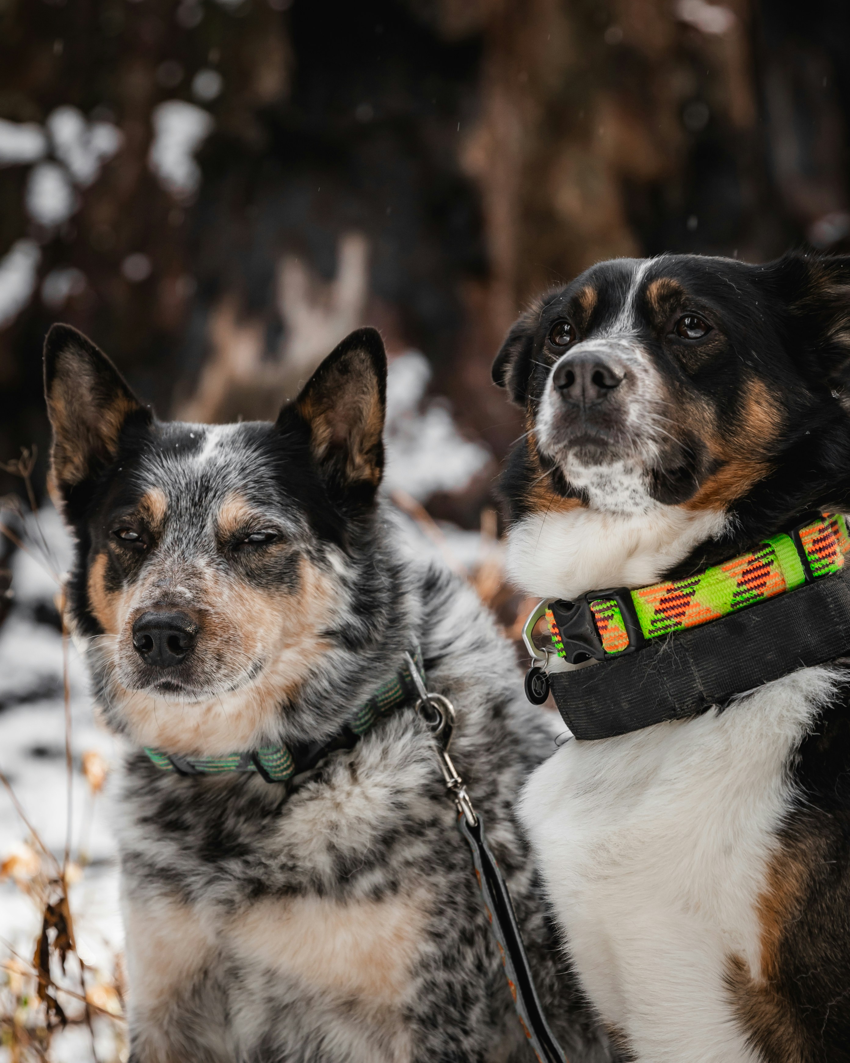 A couple of dogs that are sitting in the snow