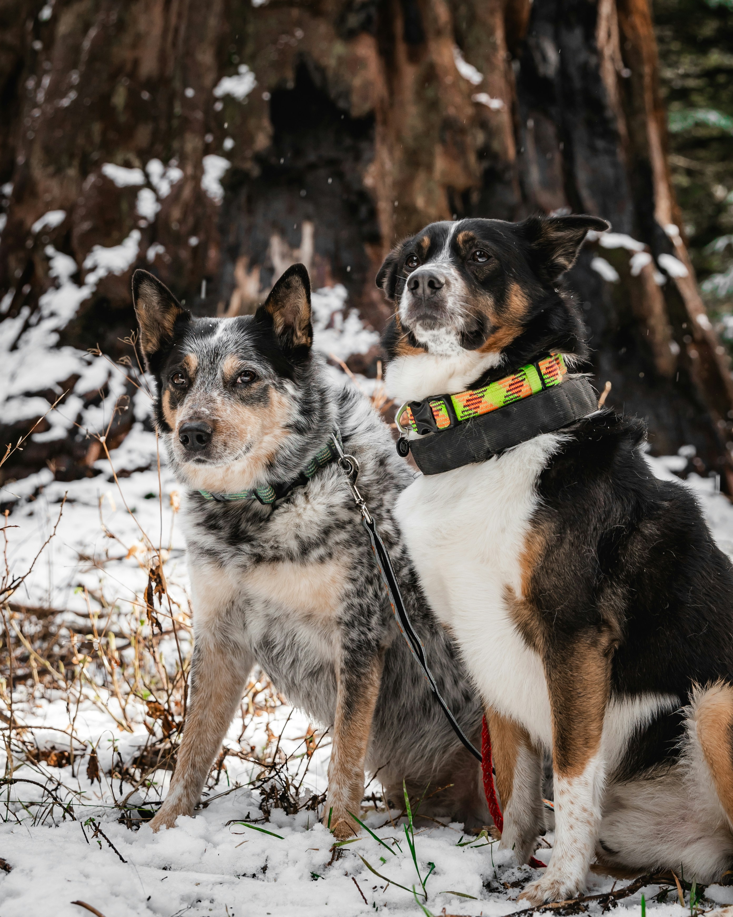 A couple of dogs that are standing in the snow