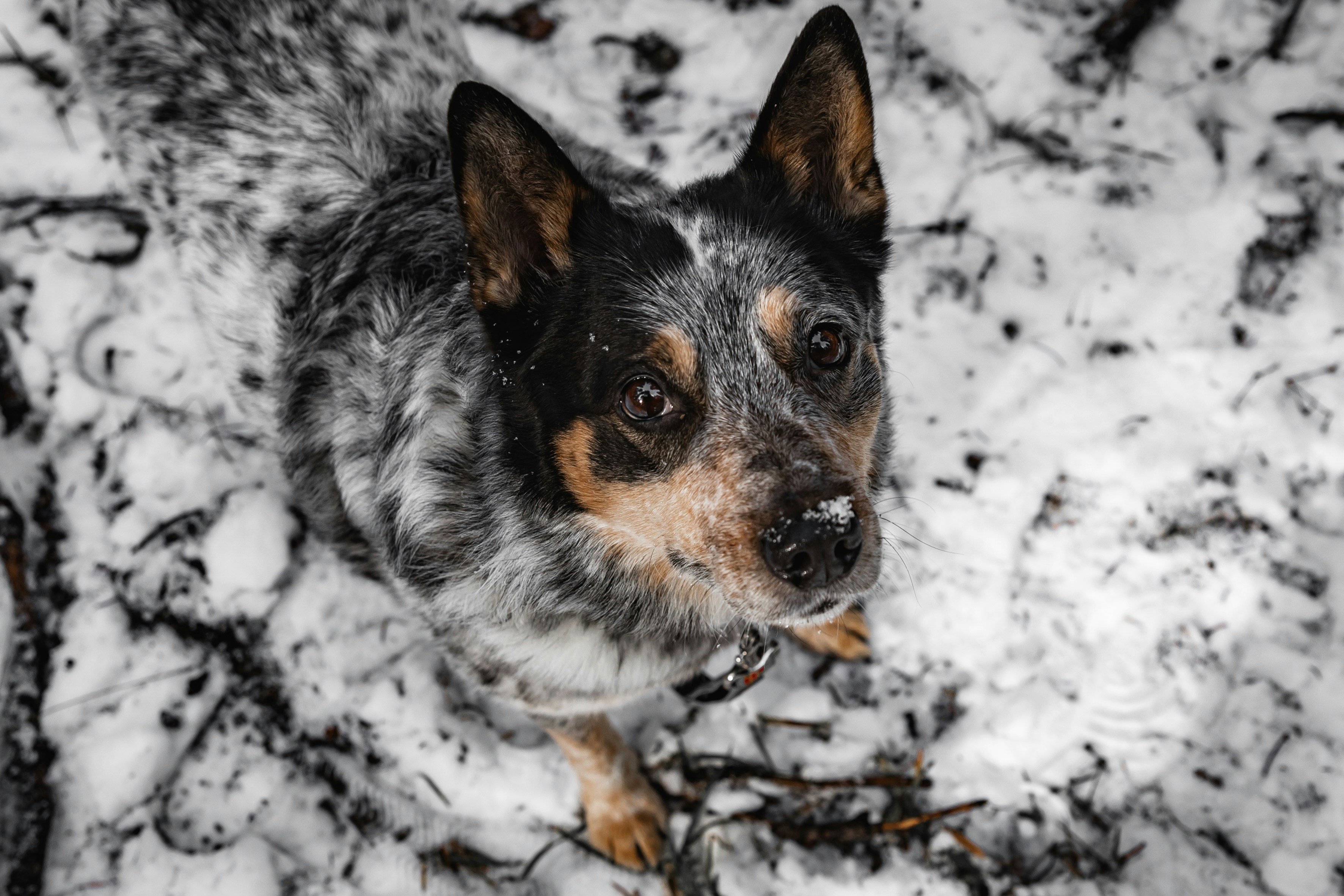 A black and brown dog standing in the snow