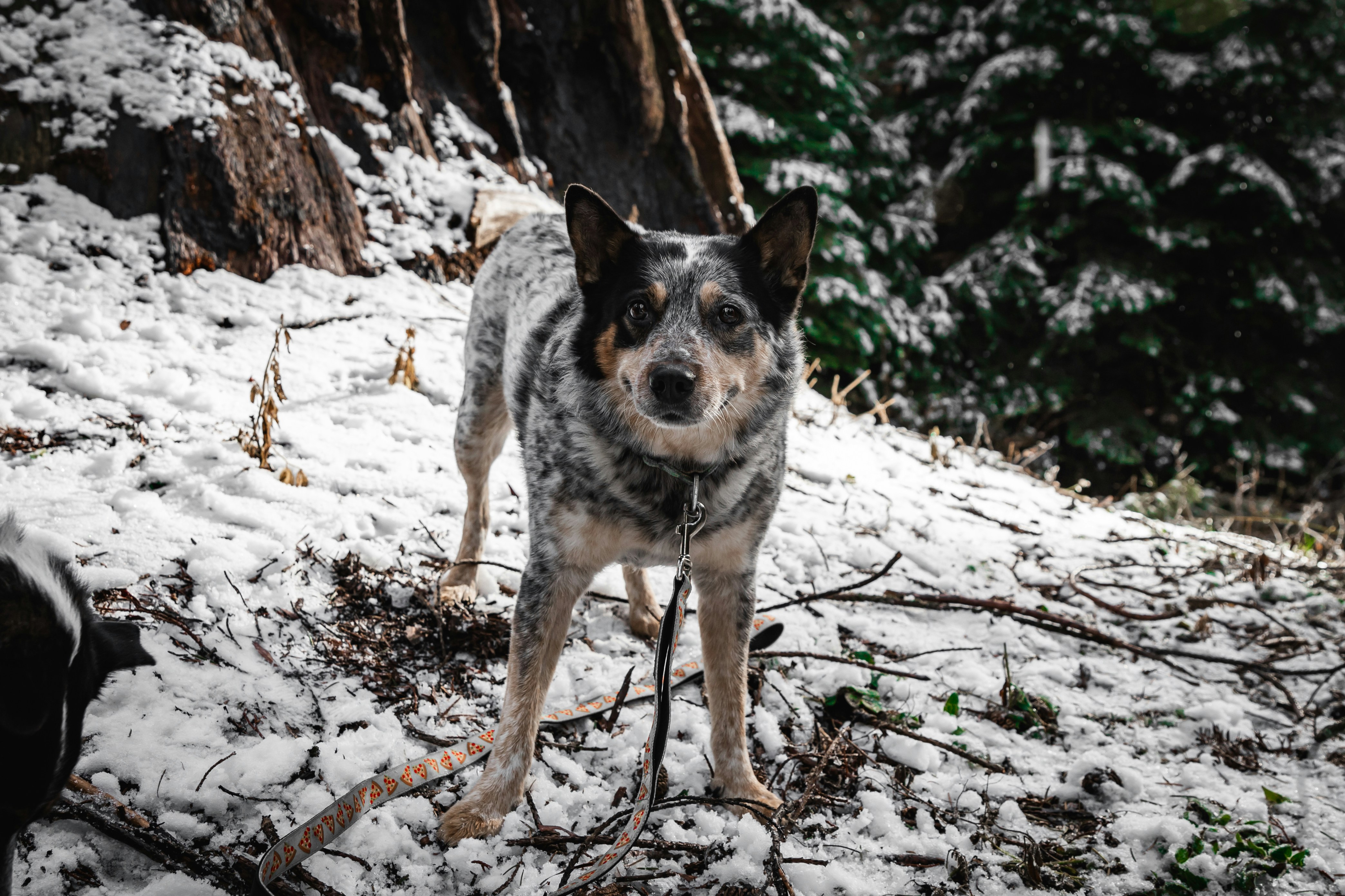 A dog standing in the snow next to a tree