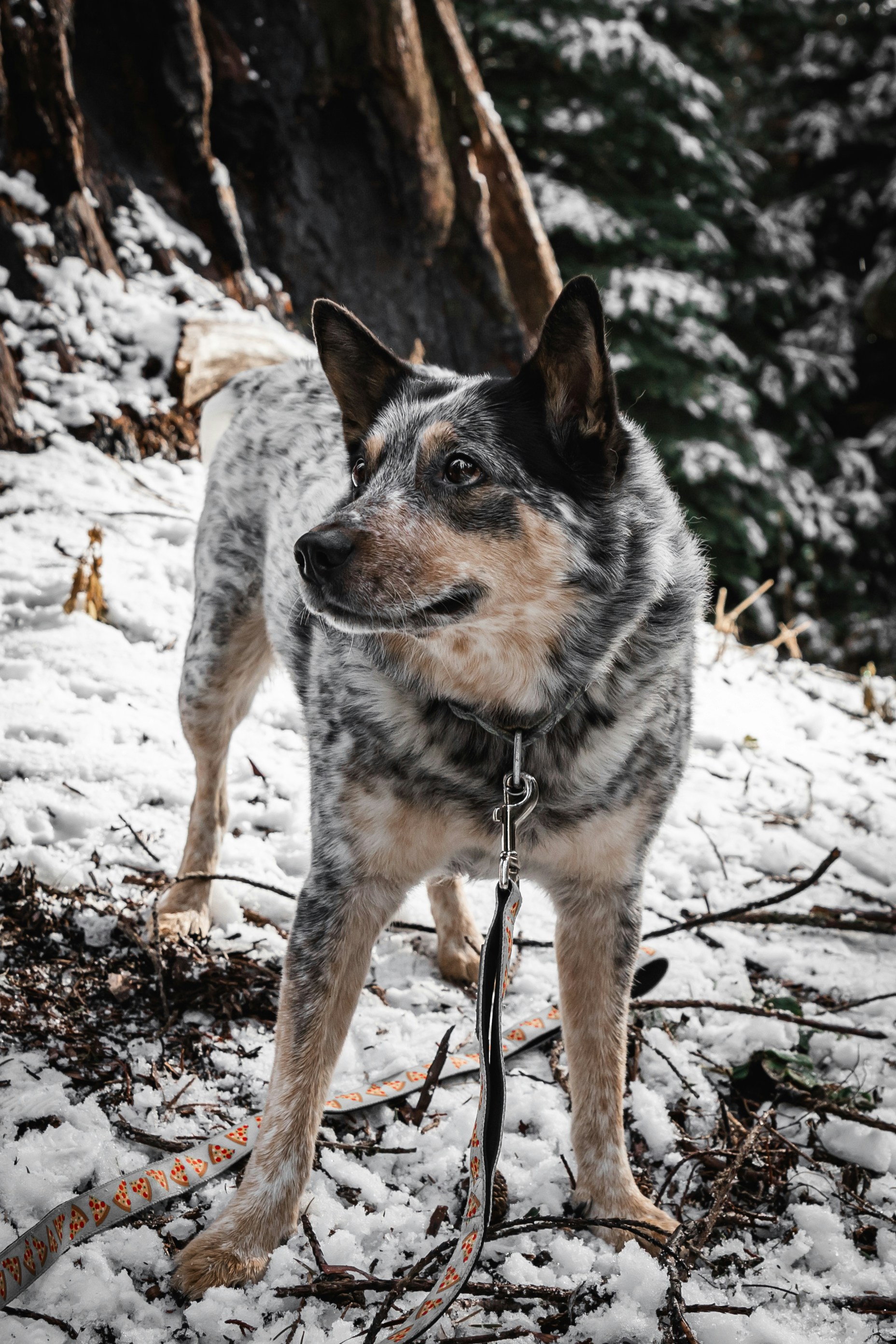A dog that is standing in the snow