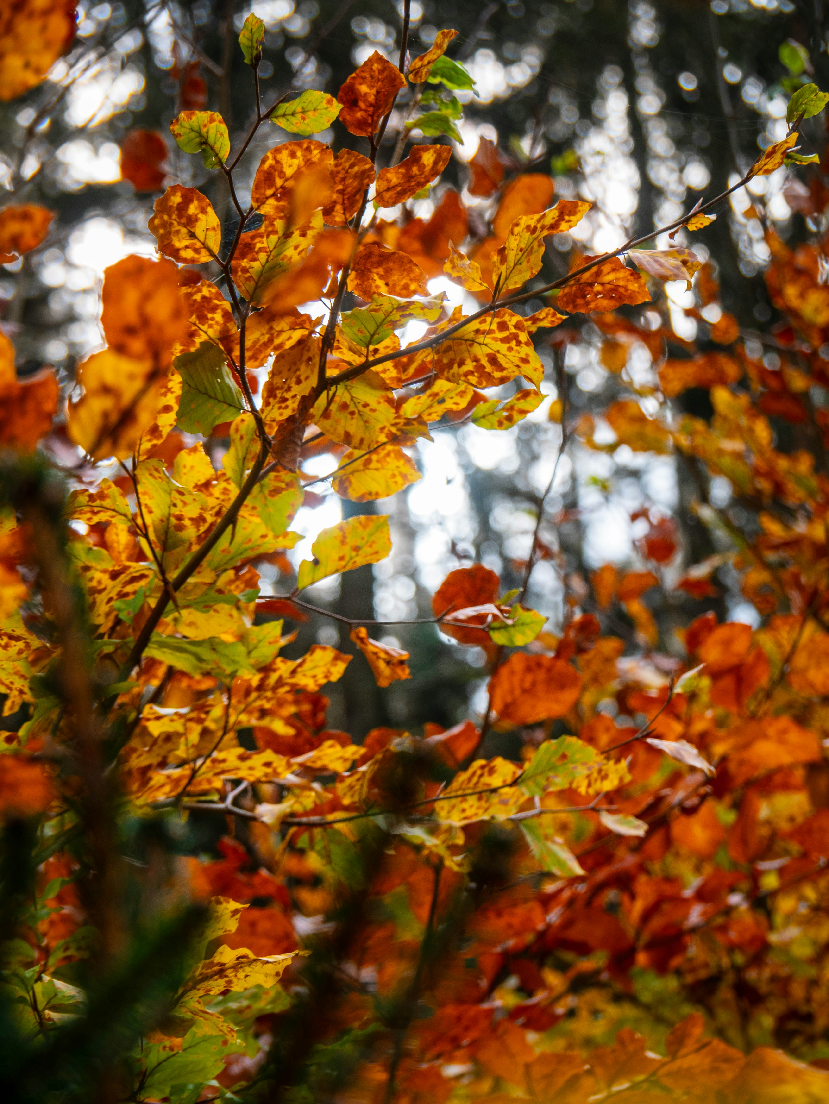 Photo by stepan_puta