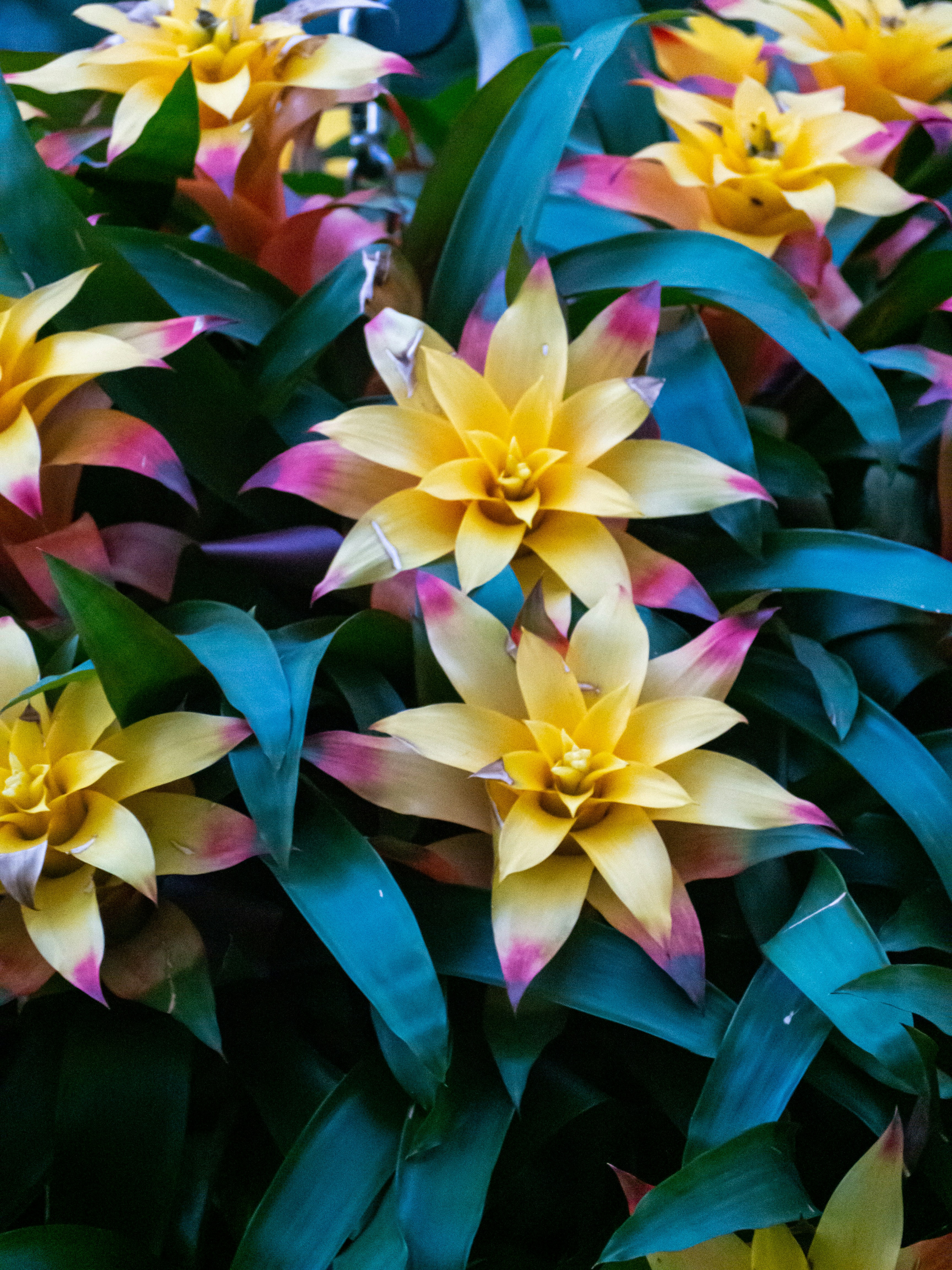 Eine Gruppe von gelben und rosa Blüten mit grünen Blättern