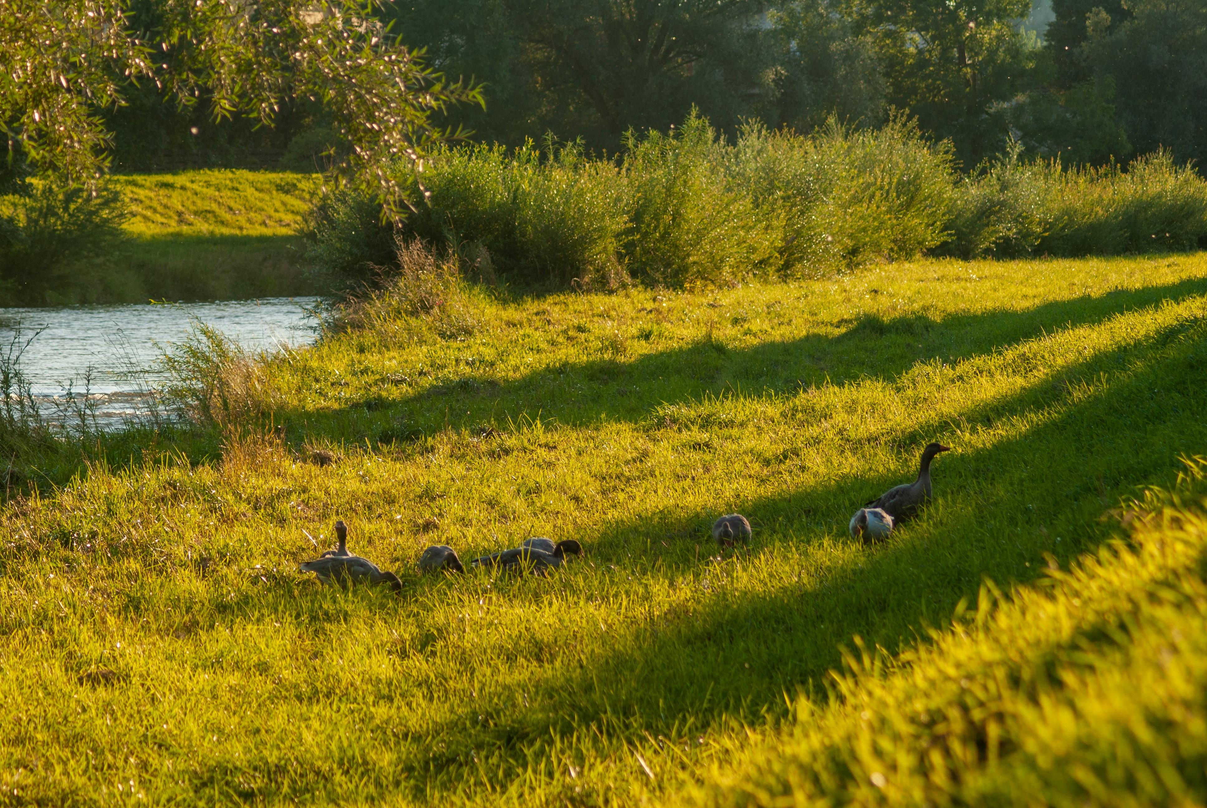 A group of ducks walking across a lush green field