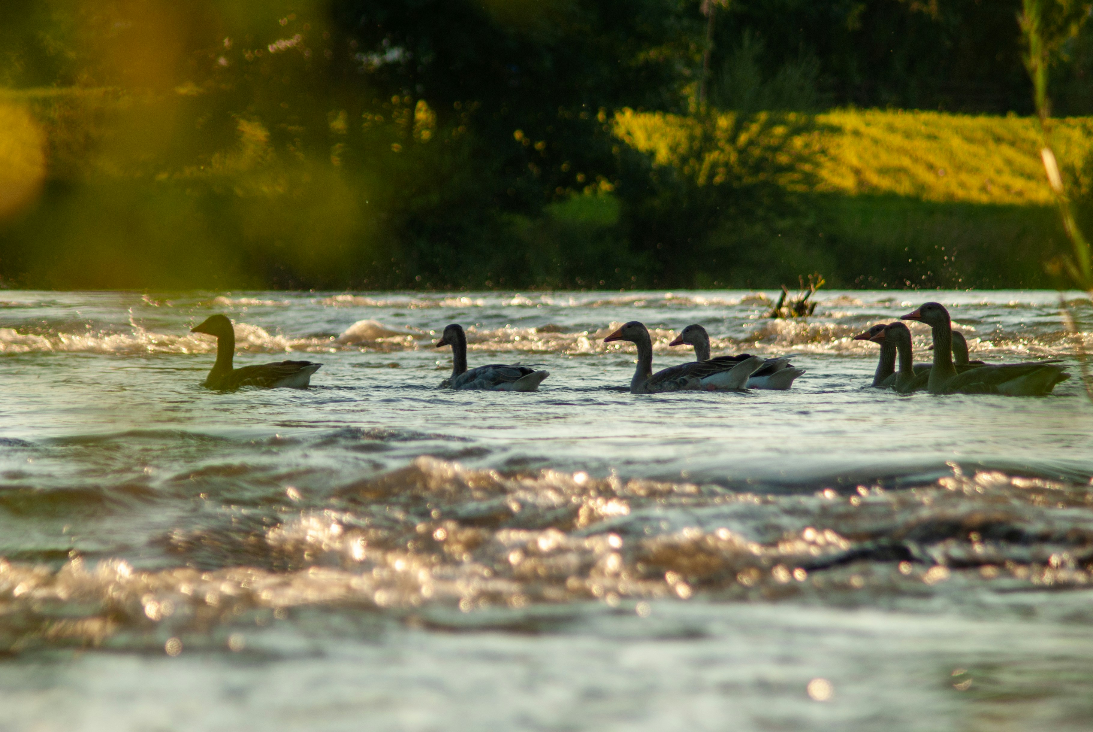 A group of ducks floating on top of a river