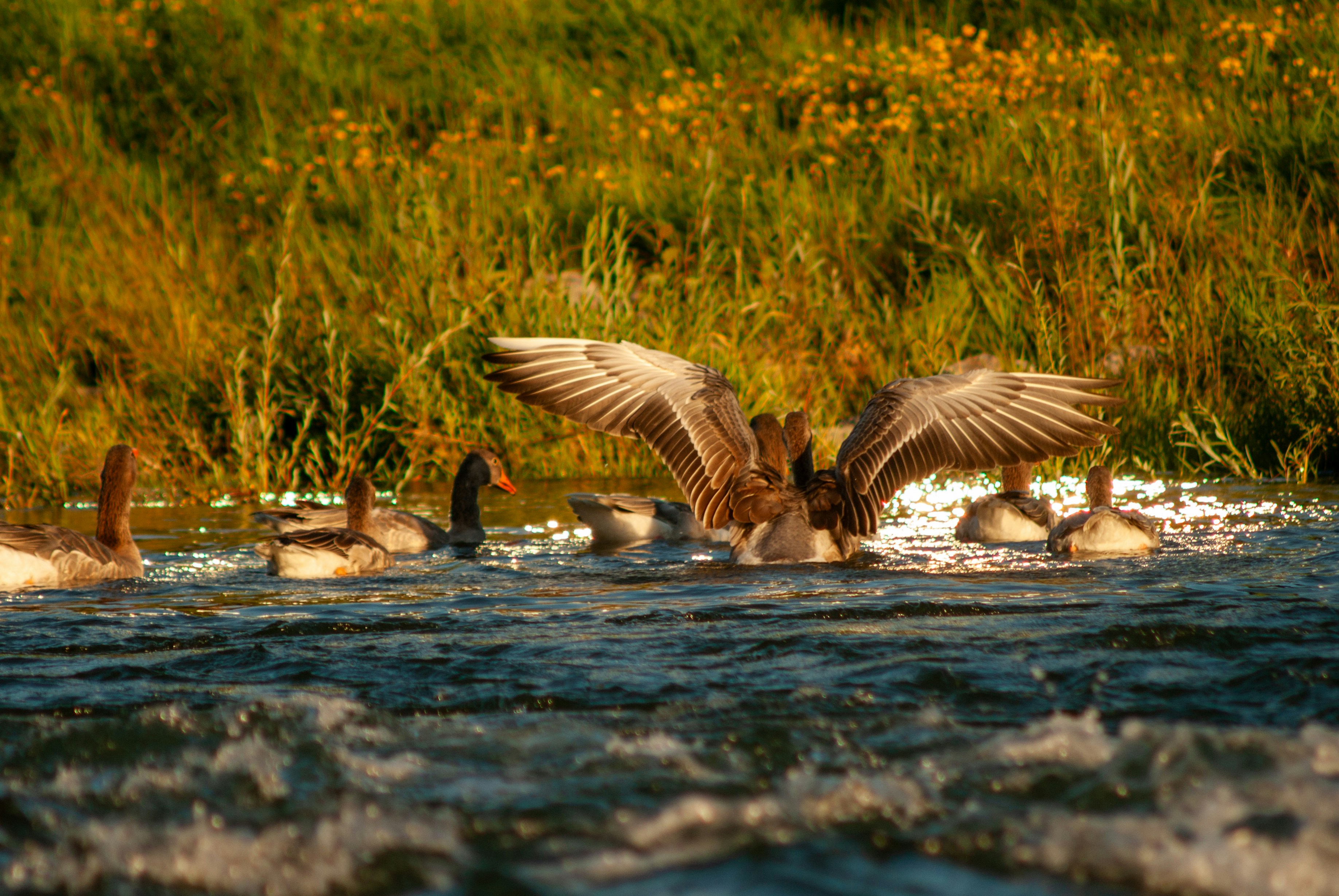 A group of ducks are swimming in the water