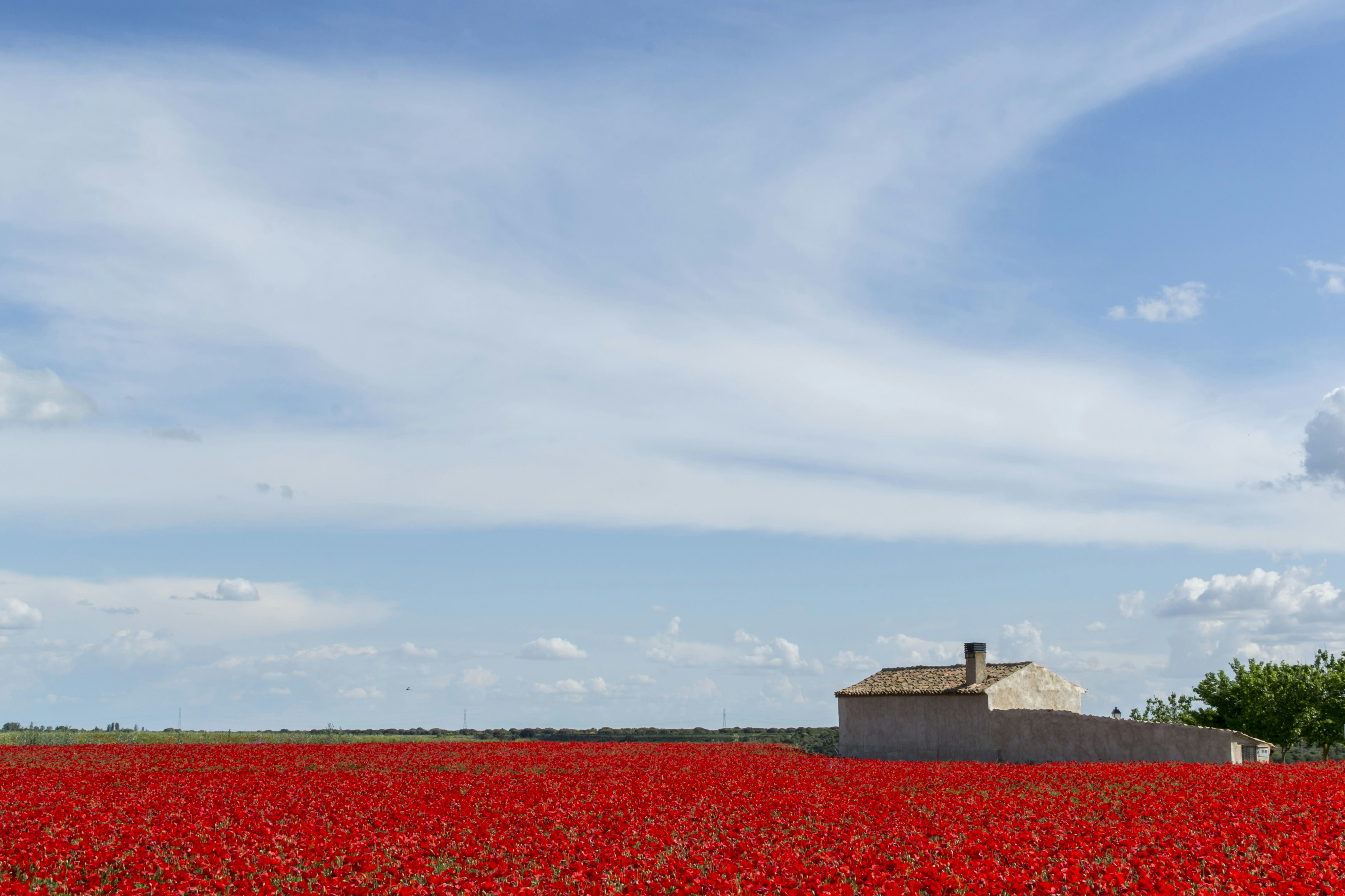 Un campo de flores rojas con una casa al fondo