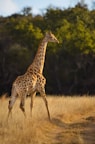 A giraffe walking across a dry grass covered field