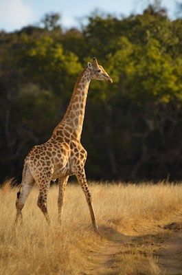 Giraffe in Kruger National Park