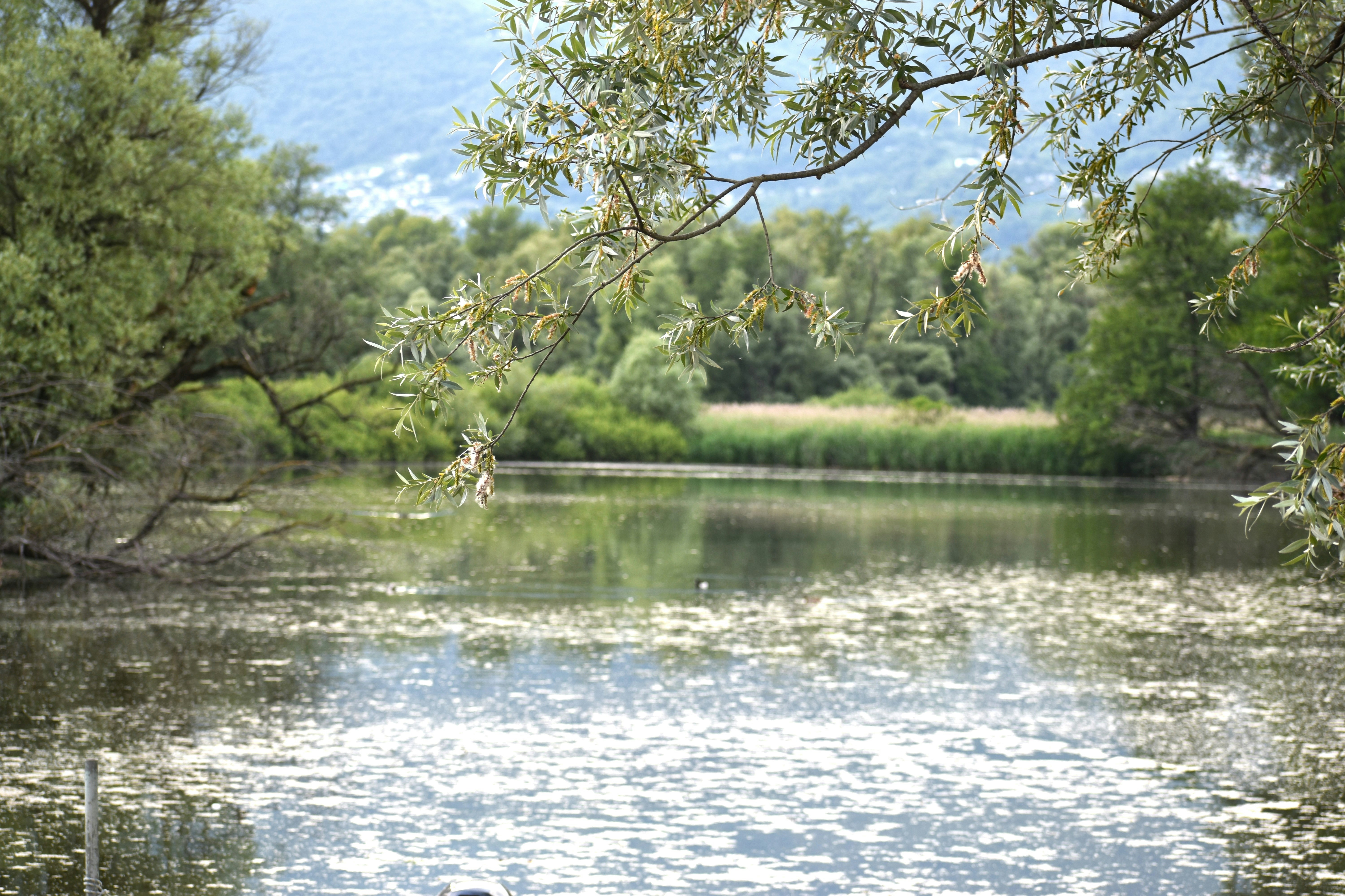 Photo by danielelarosa