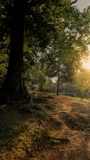The sun is shining through the trees in the park