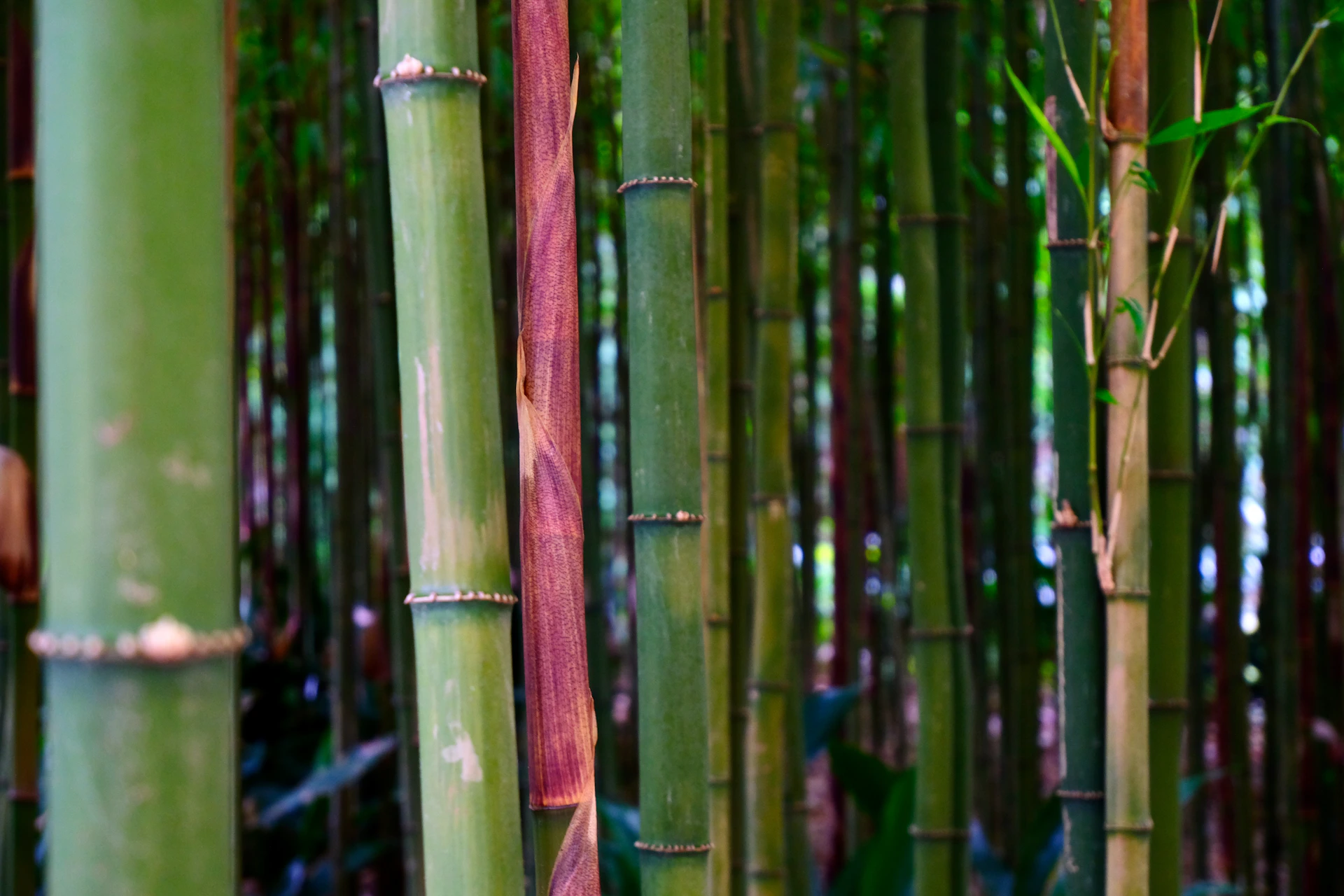 A group of tall bamboo trees in a forest