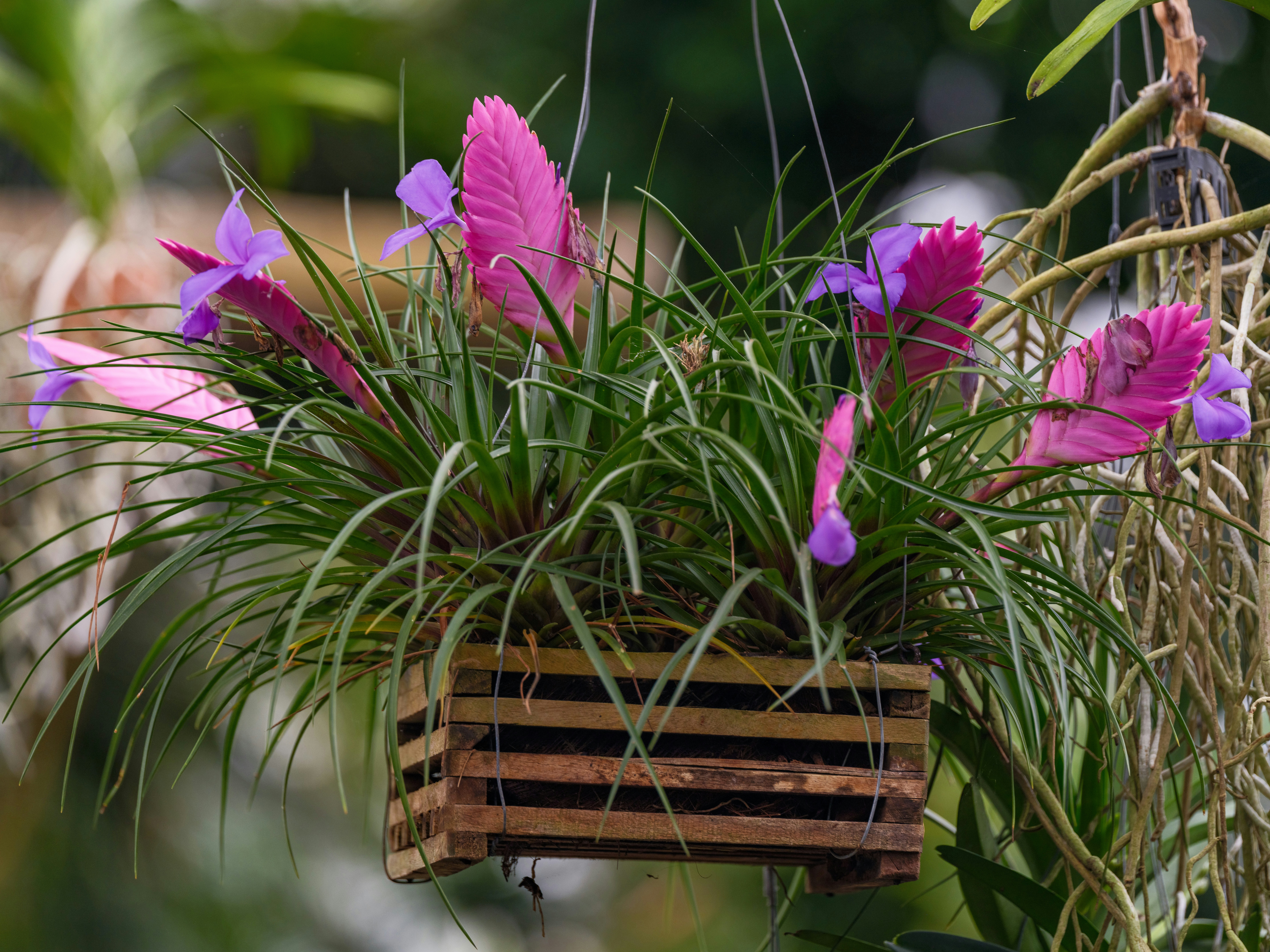 A planter filled with purple flowers hanging from a tree
