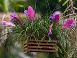 A planter filled with purple flowers hanging from a tree