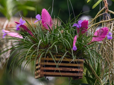 A planter filled with purple flowers hanging from a tree