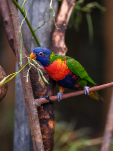 A colorful bird perched on a tree branch