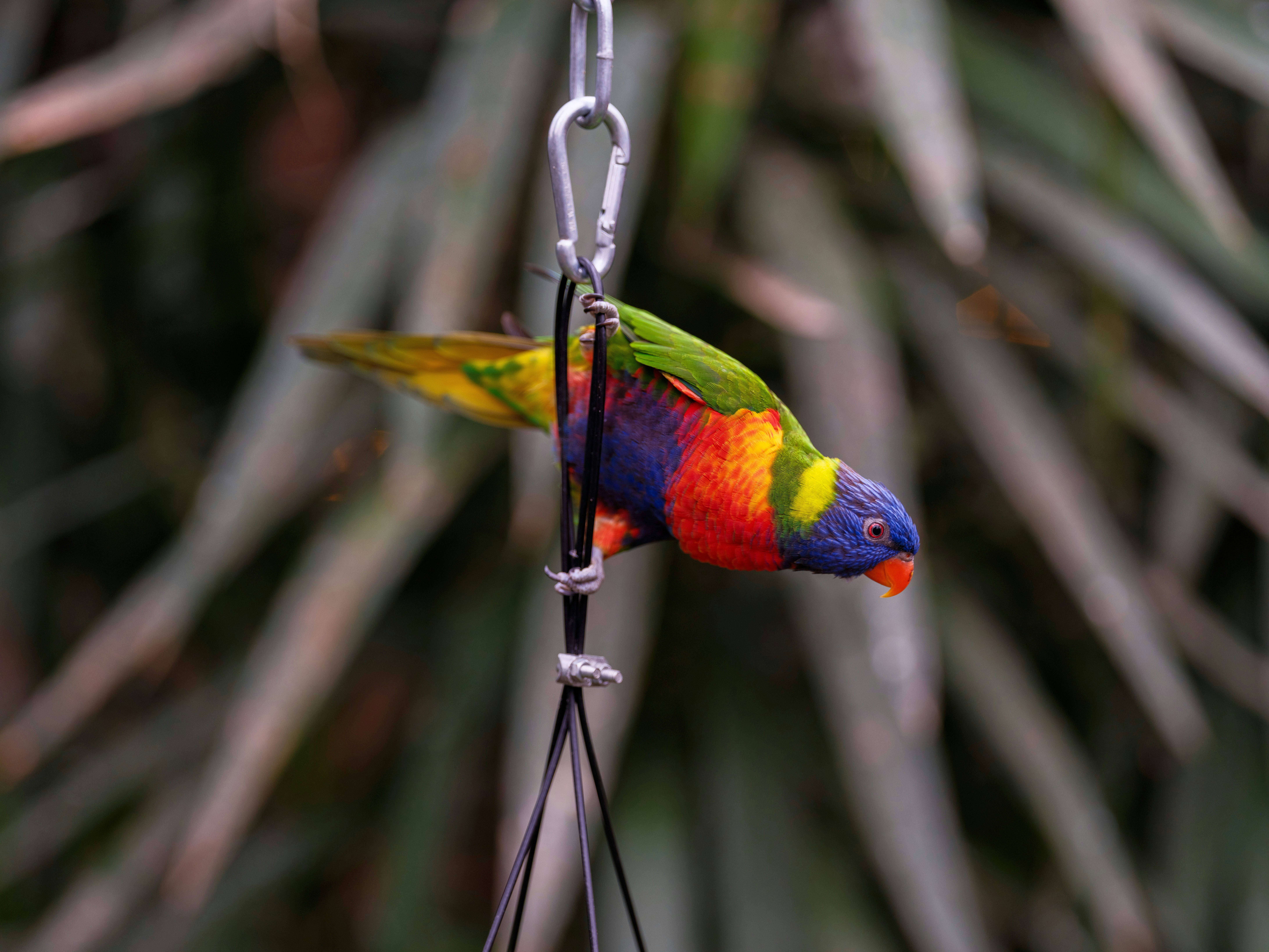 Best Bird Toys for Small Birds: Expert Guide & Reviews