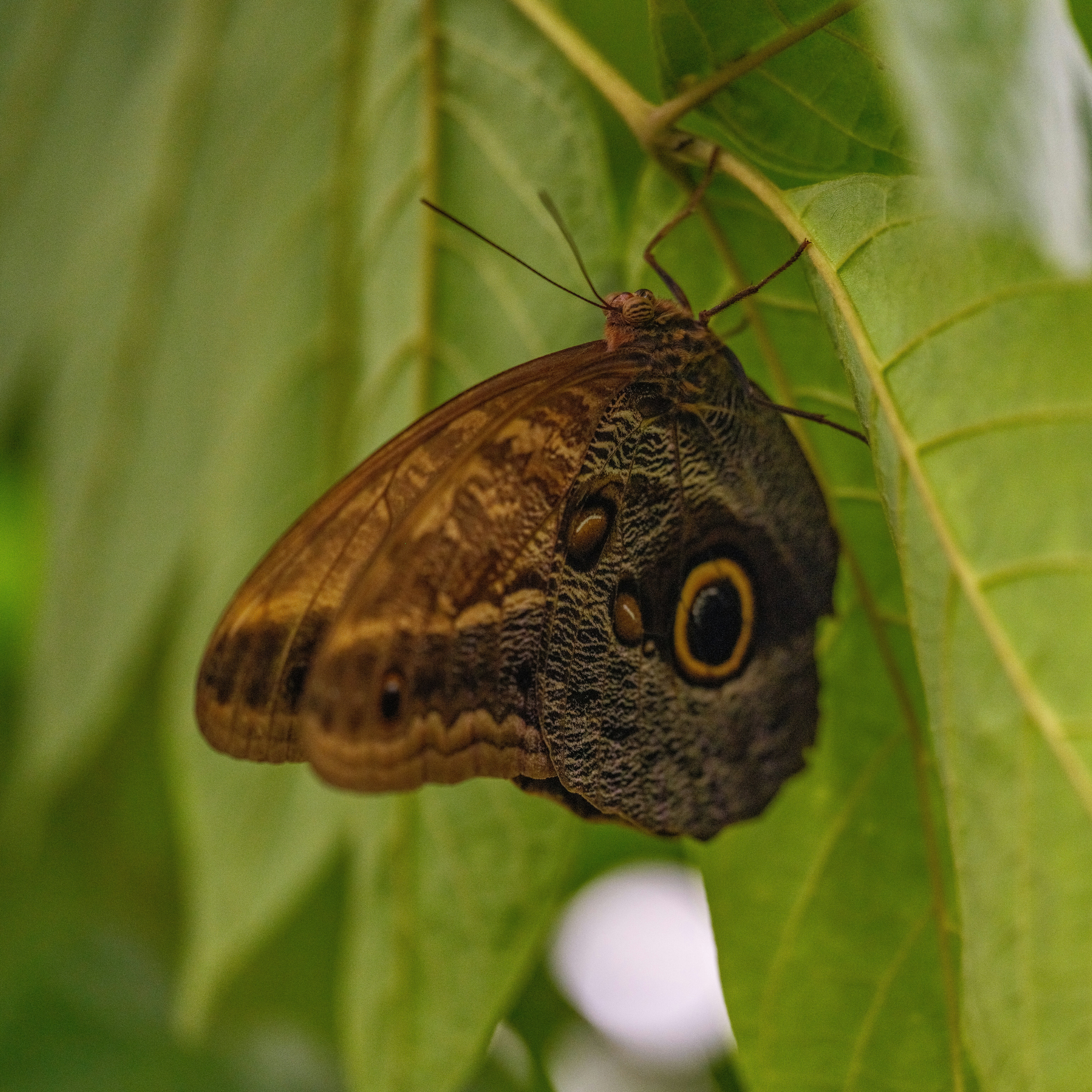 Photo by haberdoedas