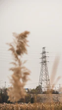 A field with power lines in the background