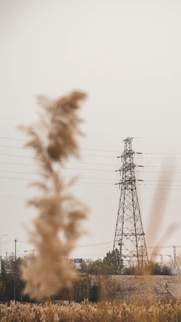 A field with power lines in the background