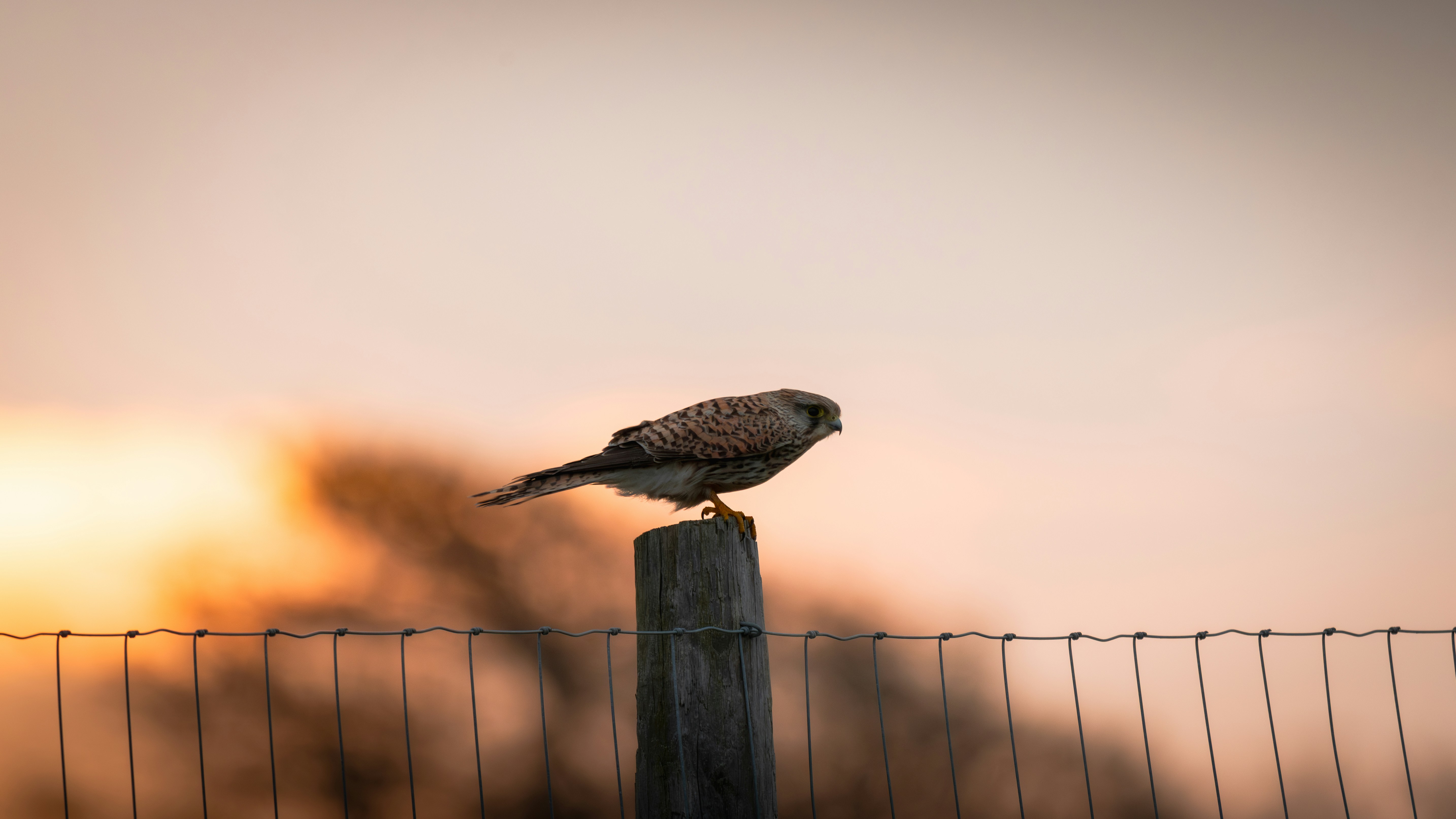 Photo by job_vermeulen