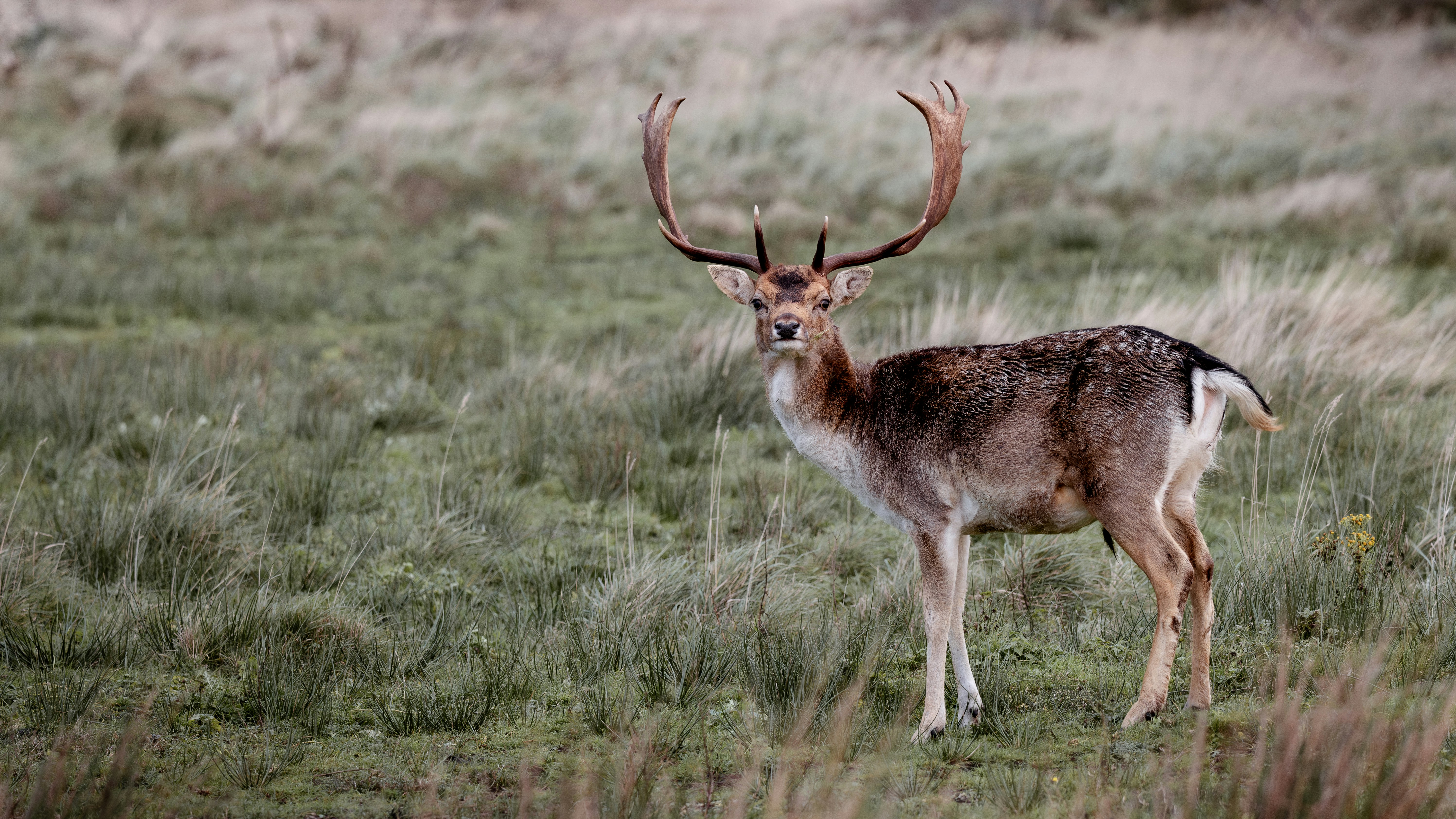 Photo by job_vermeulen