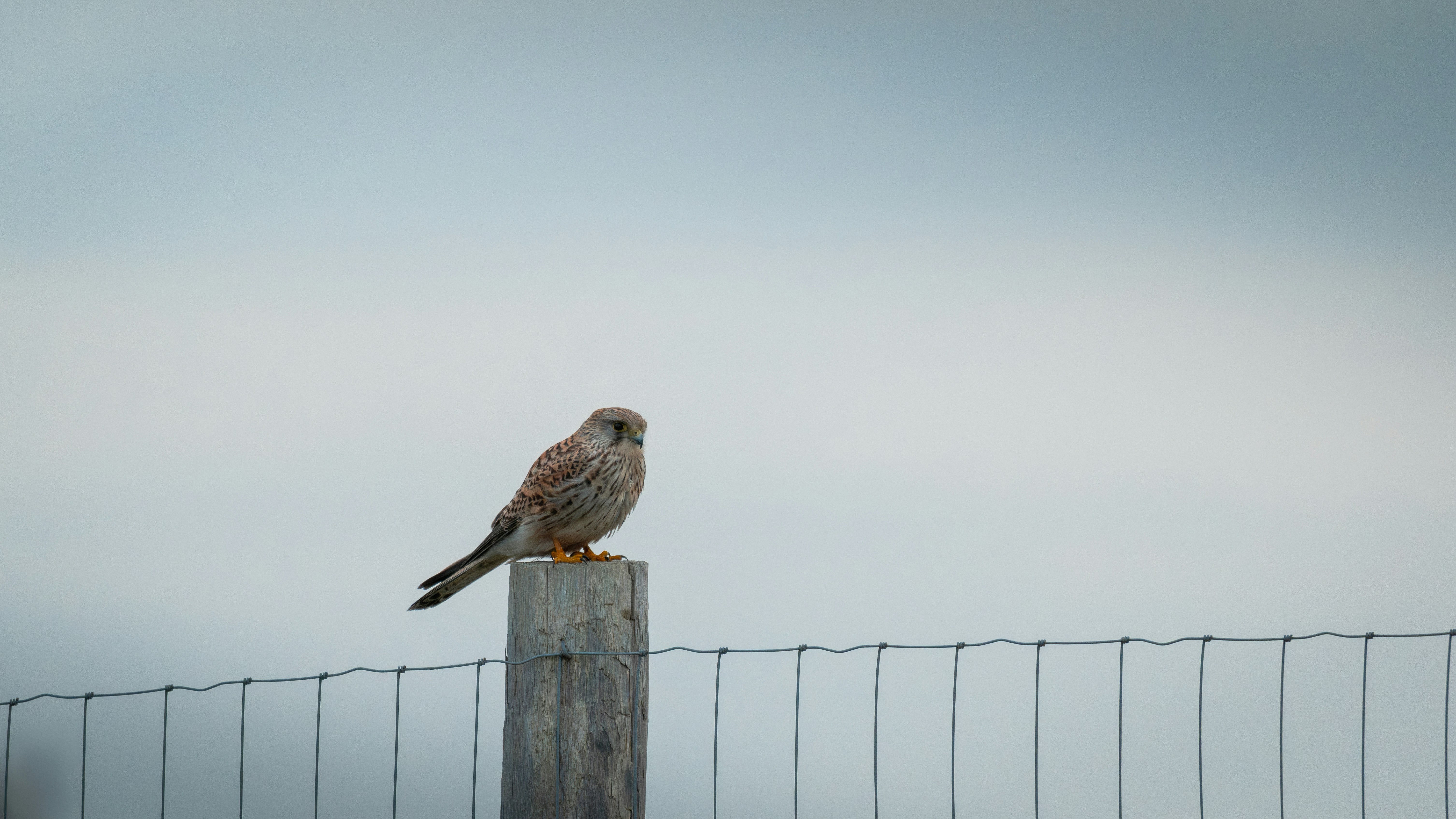 Photo by job_vermeulen