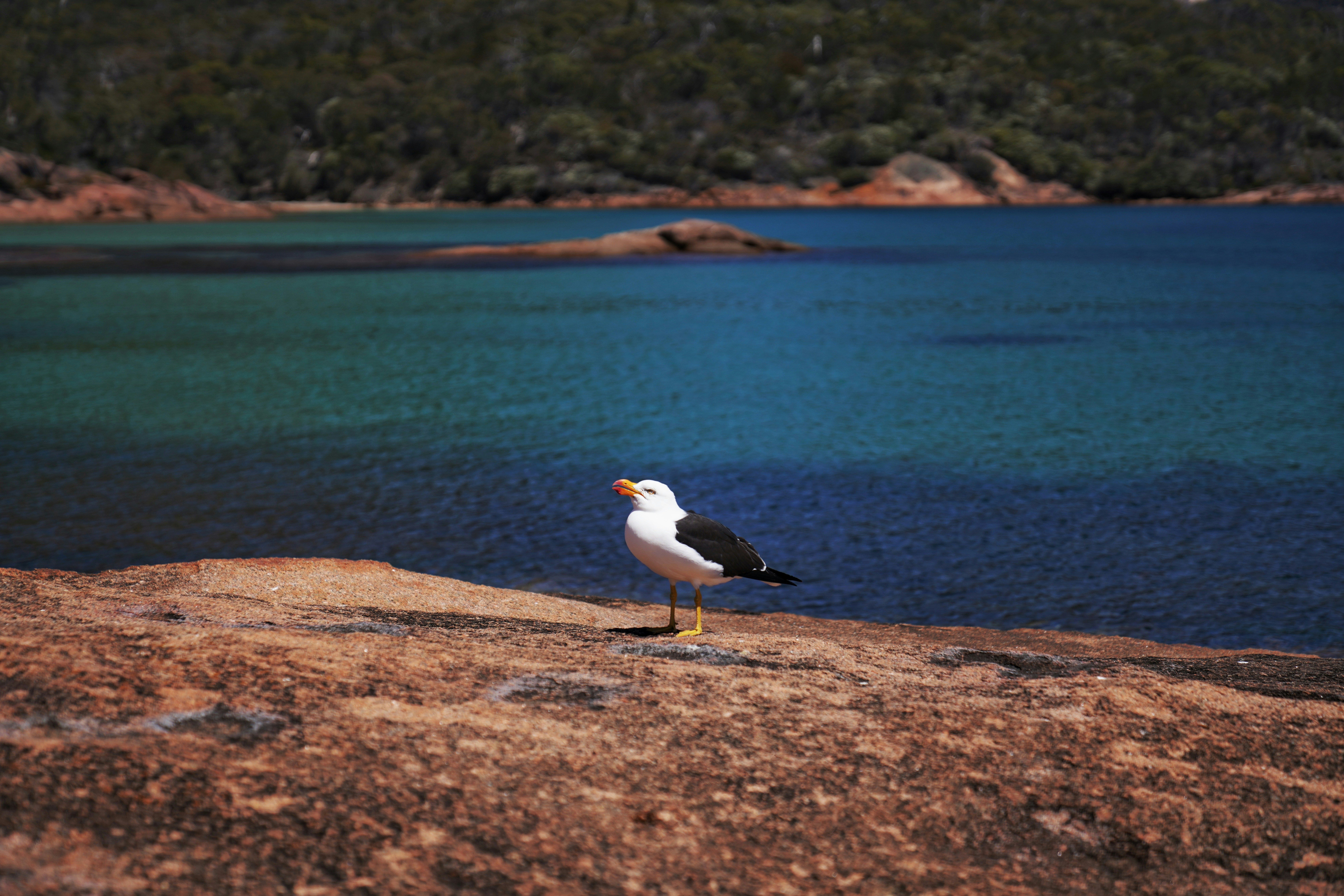 A seagull sitting on a rock near a body of water