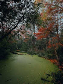 A body of water surrounded by trees and leaves