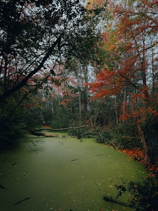 A body of water surrounded by trees and leaves