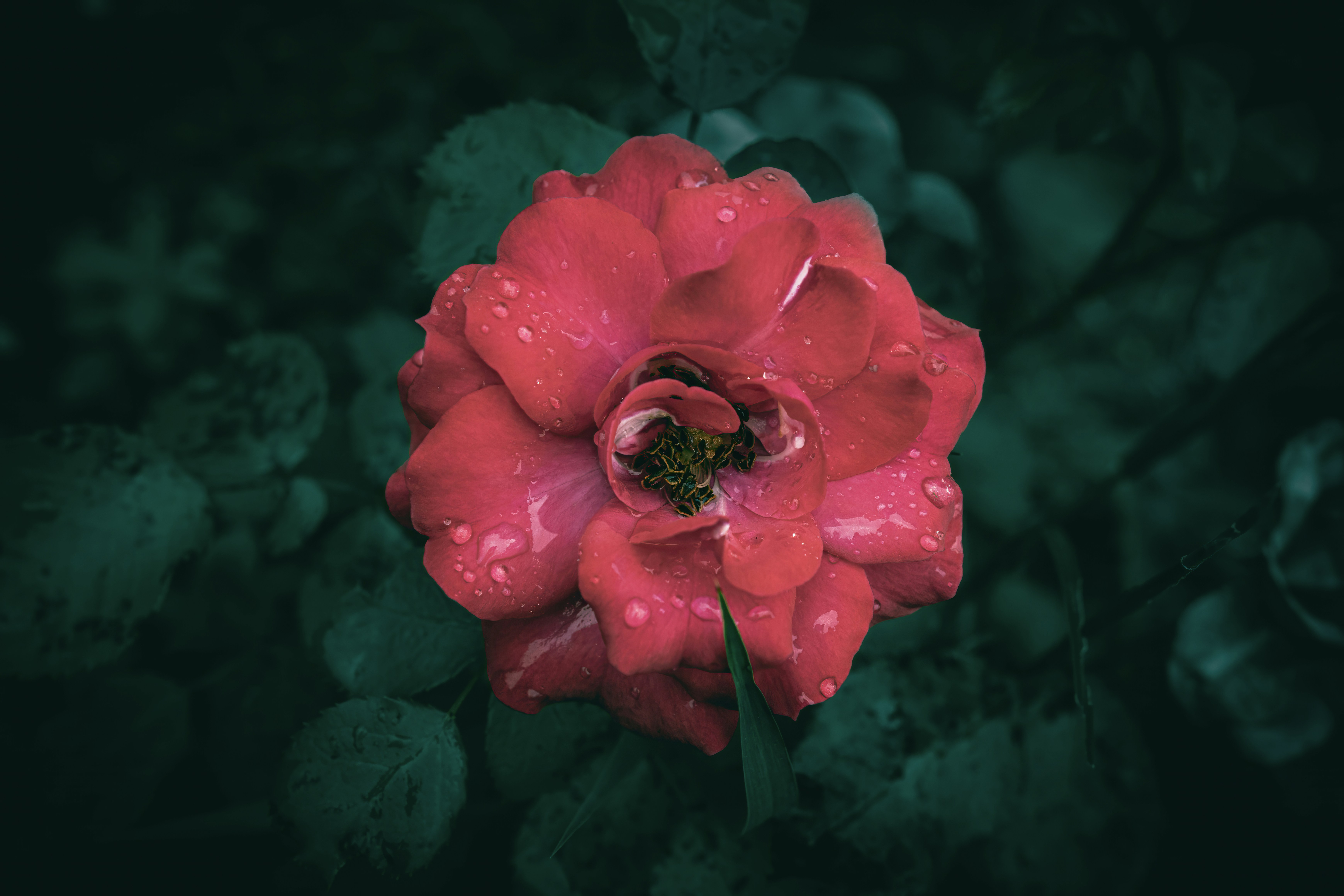 Photo by wyxina
