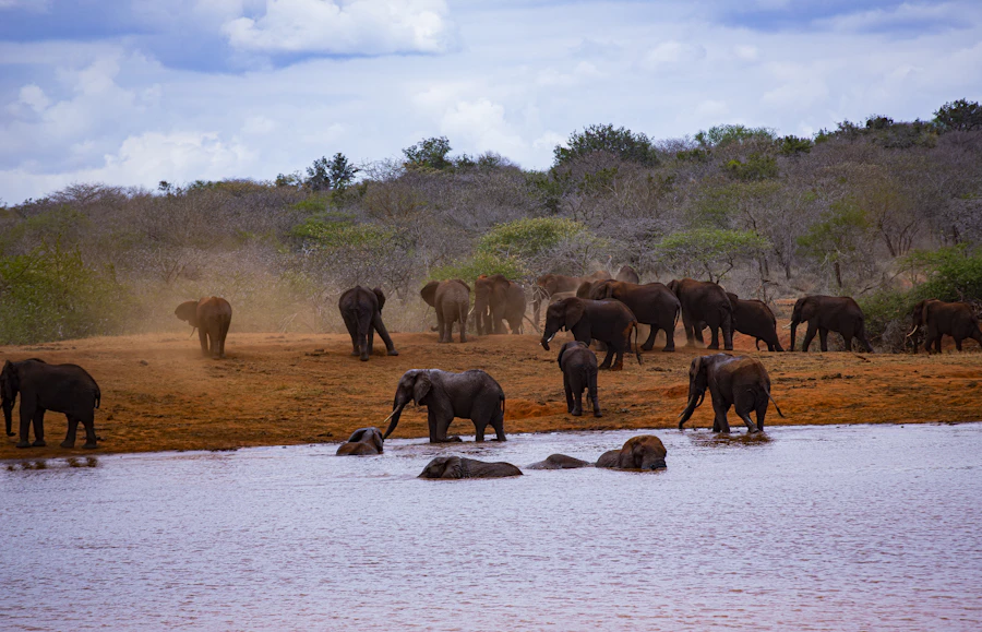 Elephants gathered beside a waterhole in Tsavo