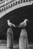Two seagulls standing on posts in front of a bridge