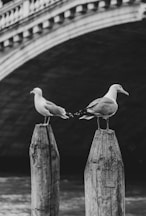 Two seagulls standing on posts in front of a bridge