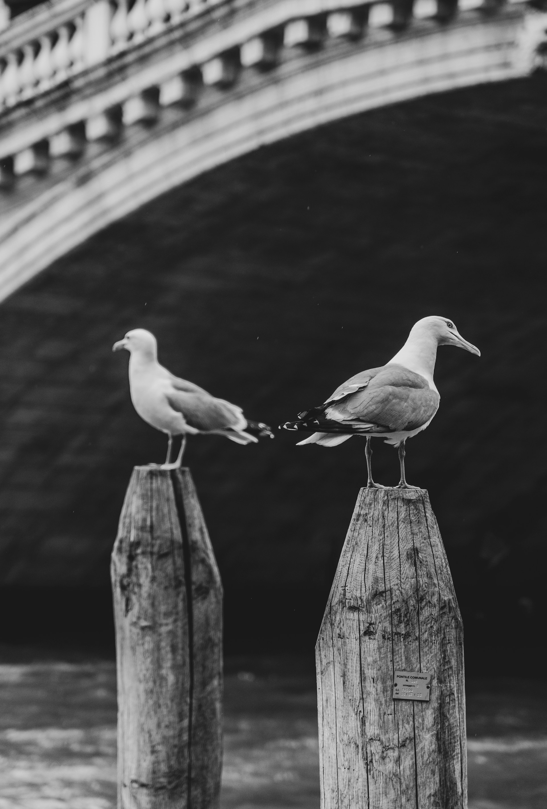 Two seagulls standing on posts in front of a bridge