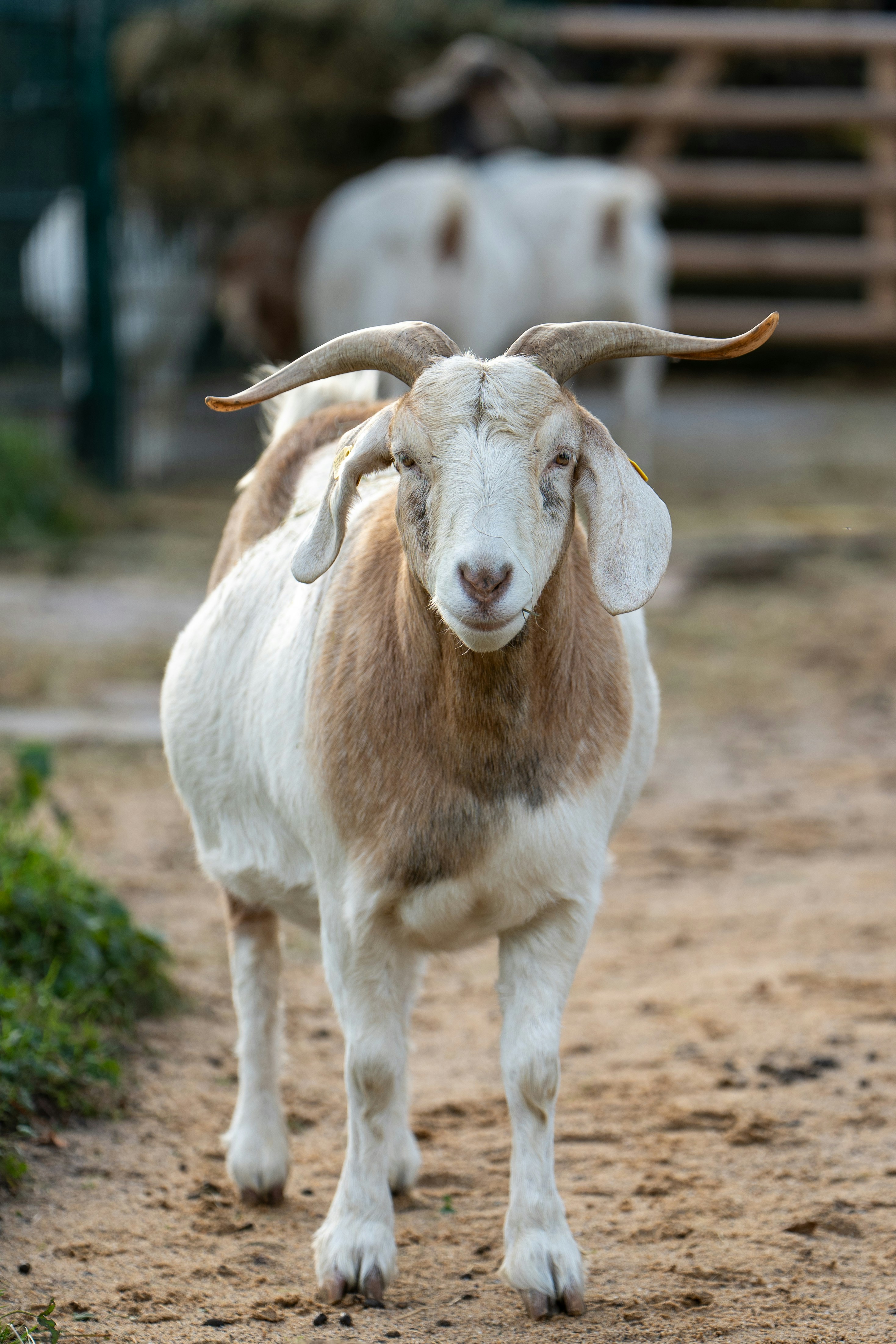 Photo by robertschwarz