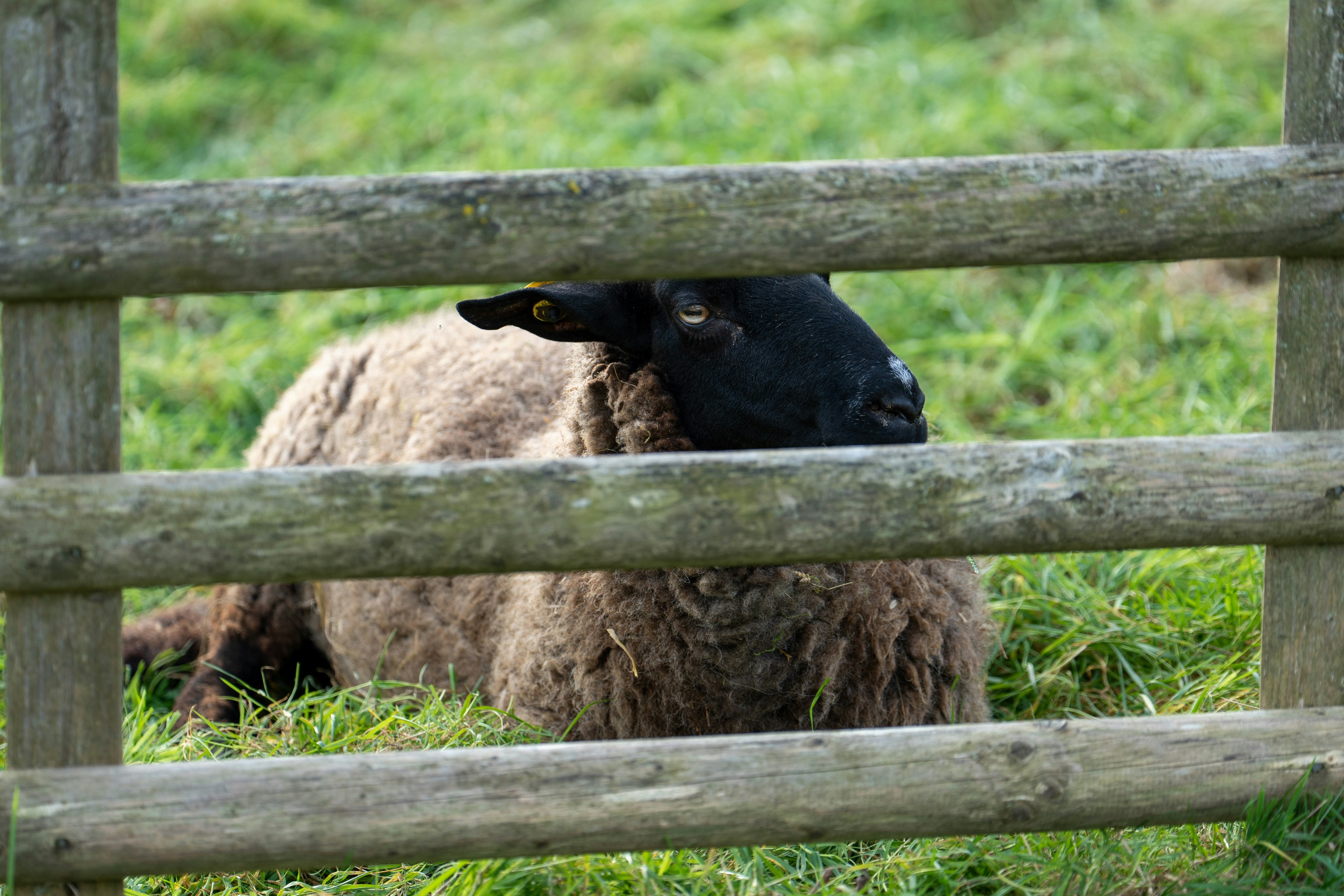 Photo by robertschwarz