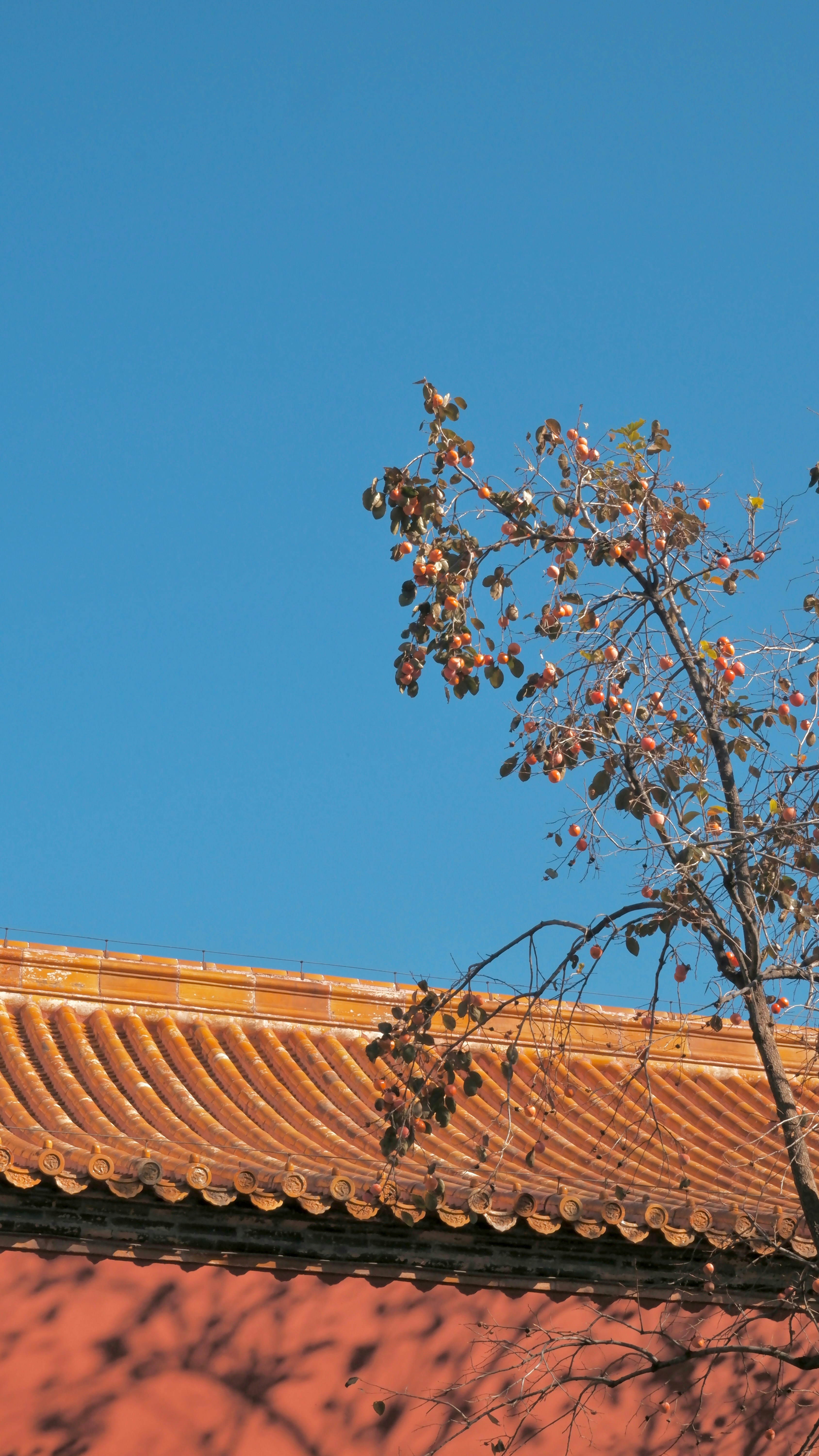 Un uccello seduto in cima a un tetto accanto a un albero