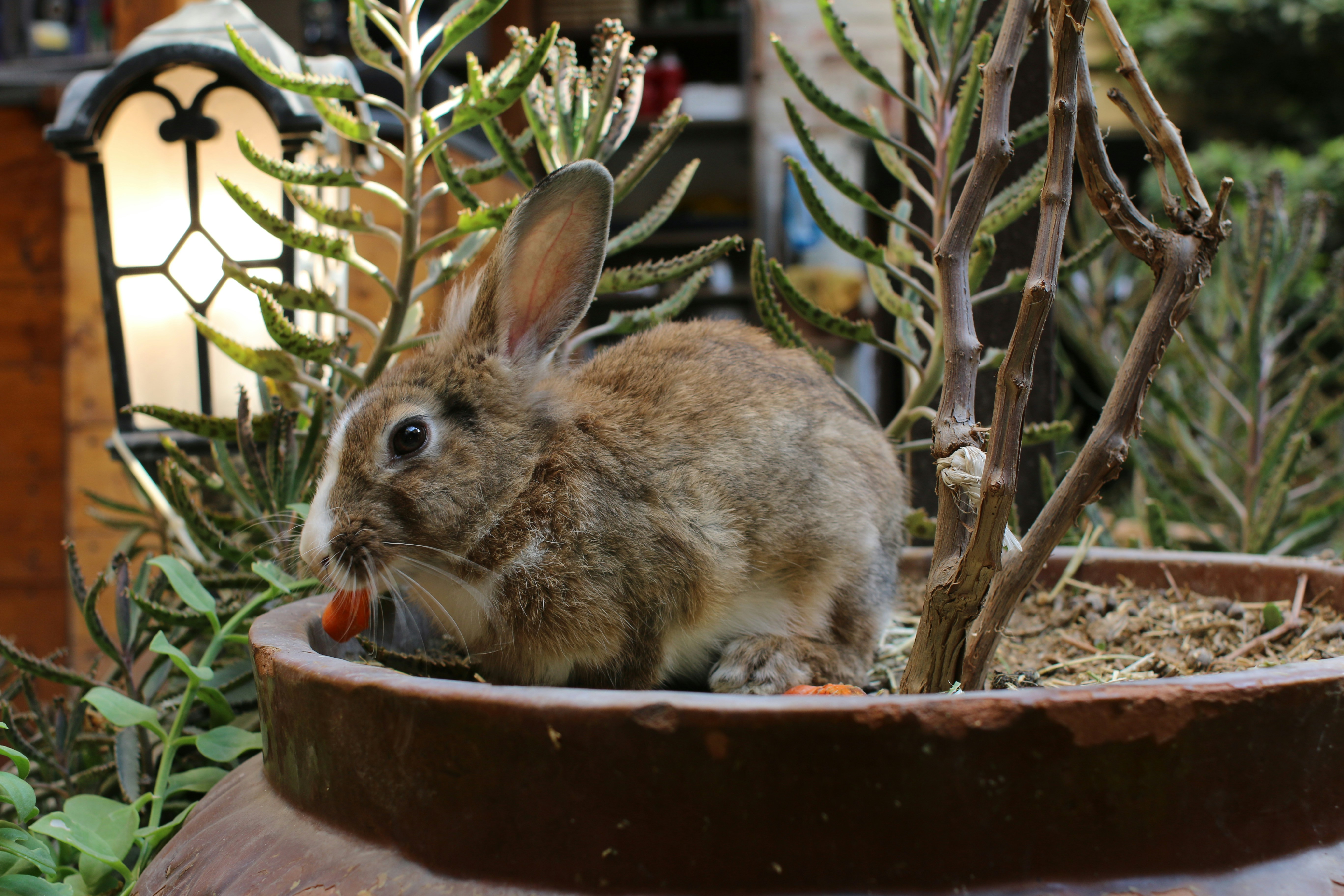7 Indoor Rabbit Setup Ideas That Promote Rabbit Care Nutrition