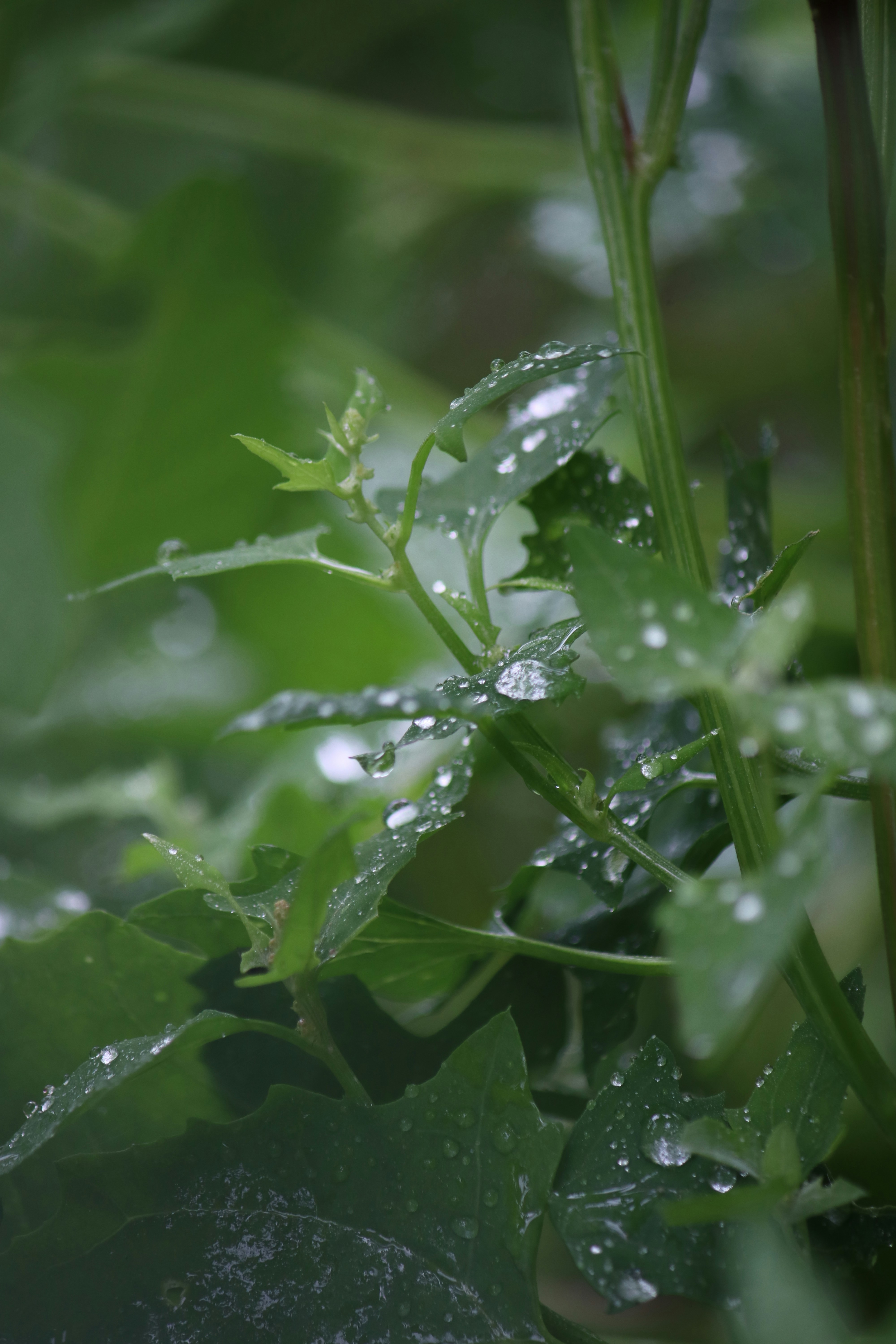 Photo by teraskarina