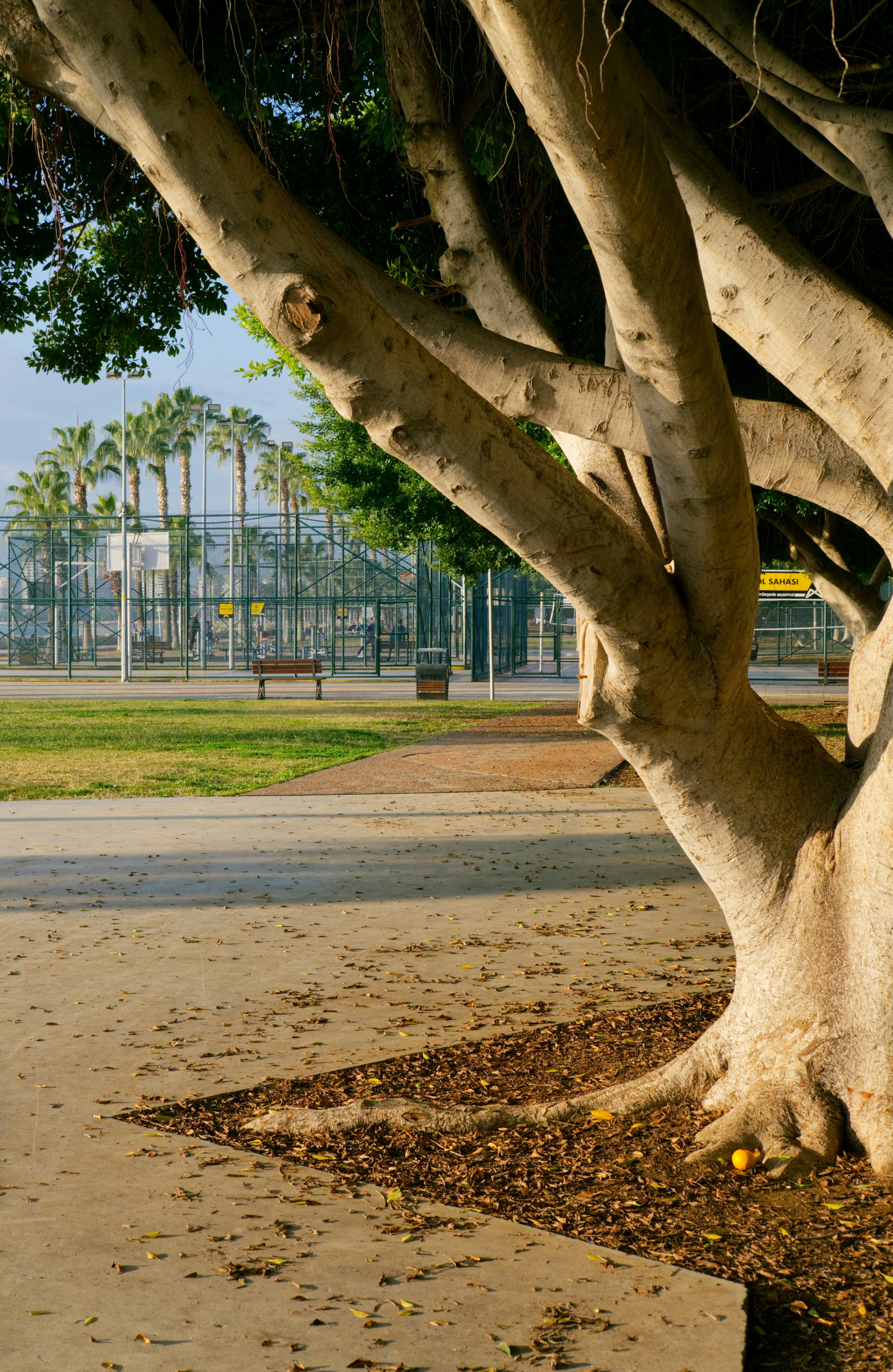 歩道の隣にある木